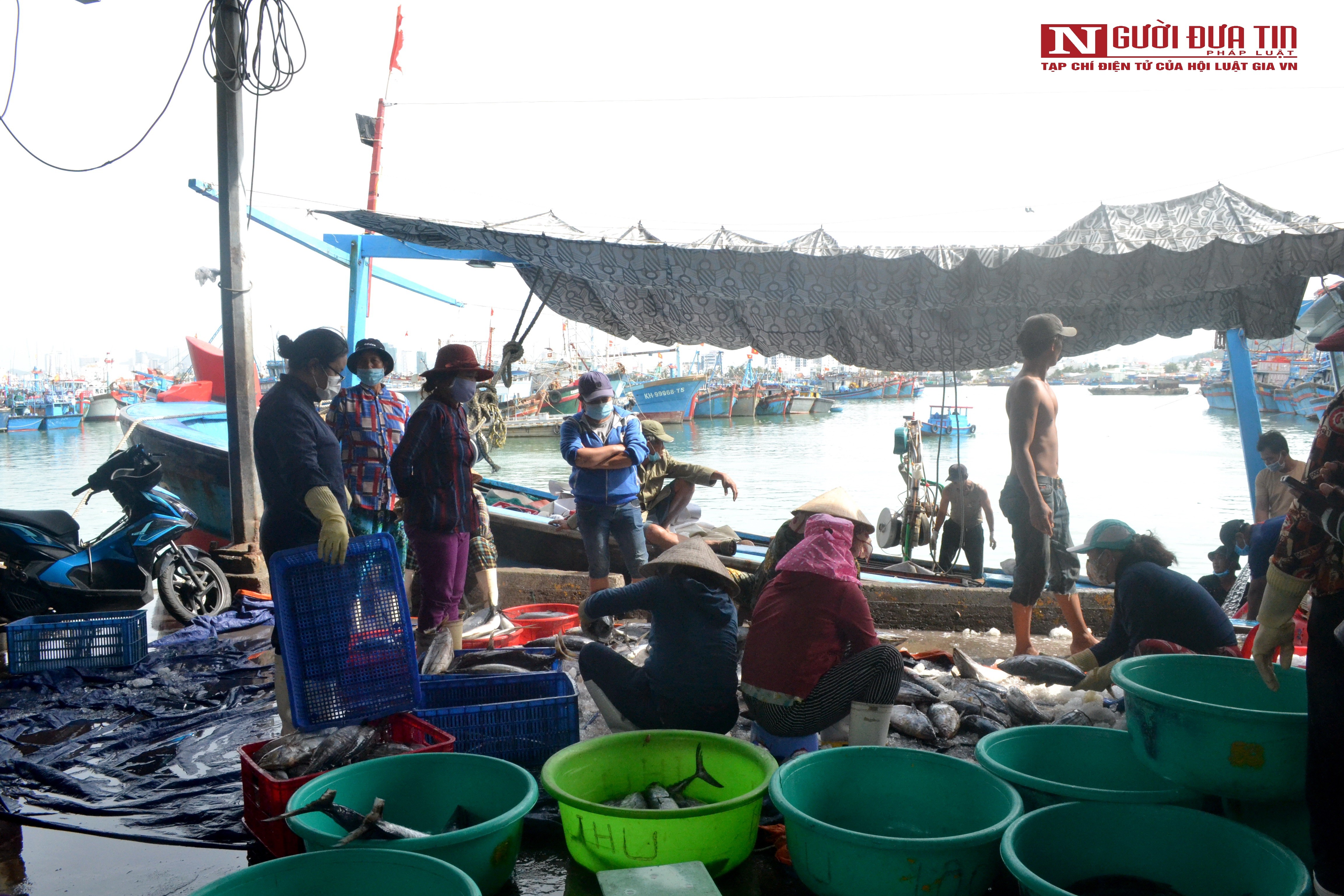 Dân sinh - Khánh Hòa: Nguy cơ tàu cá nằm bờ do giá xăng dầu tăng cao (Hình 4).