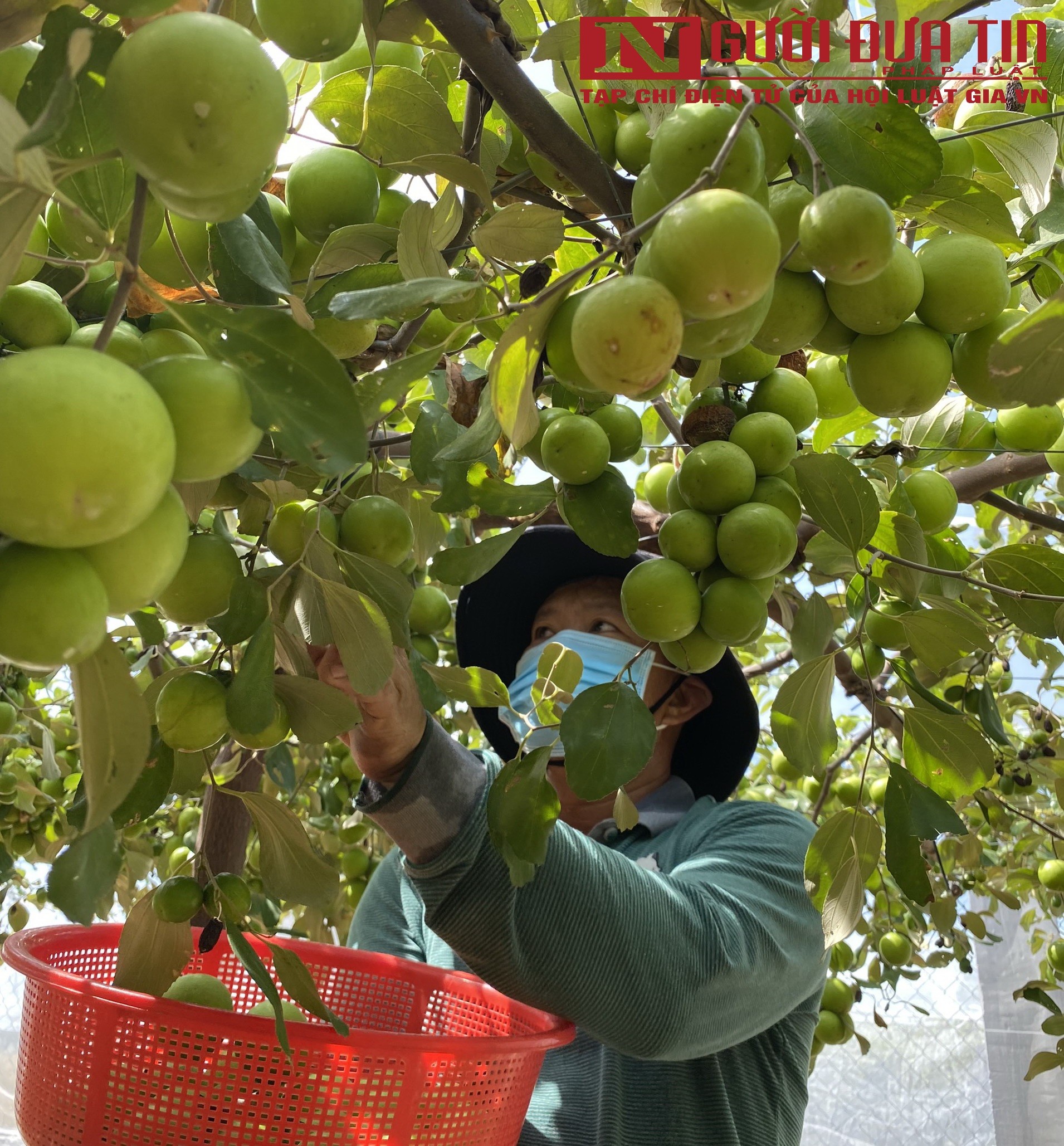 Tiêu dùng & Dư luận - Khánh Hòa: Nông dân trồng táo sạch đạt năng suất cao nhờ nhà lưới (Hình 7).