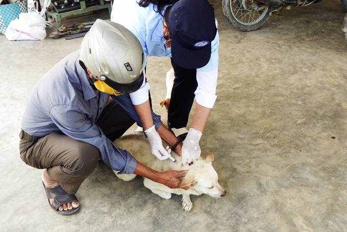 Dân sinh - Khánh Hòa: Tiêm vắc-xin dại cho trên 75% tổng đàn chó, mèo nuôi 