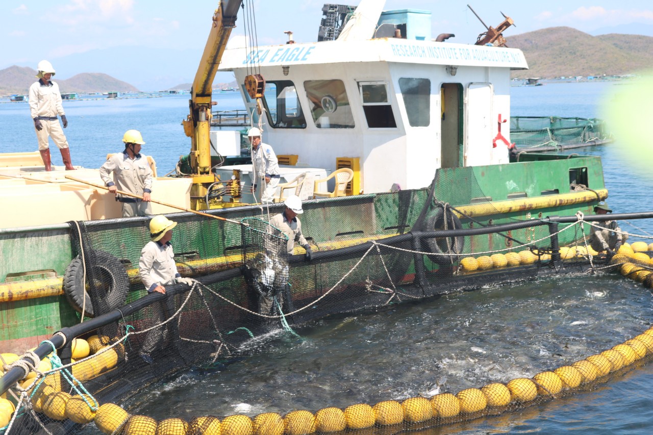 Kinh tế vĩ mô - Khánh Hòa hướng đến phát triển bền vững nuôi biển công nghiệp (Hình 2).