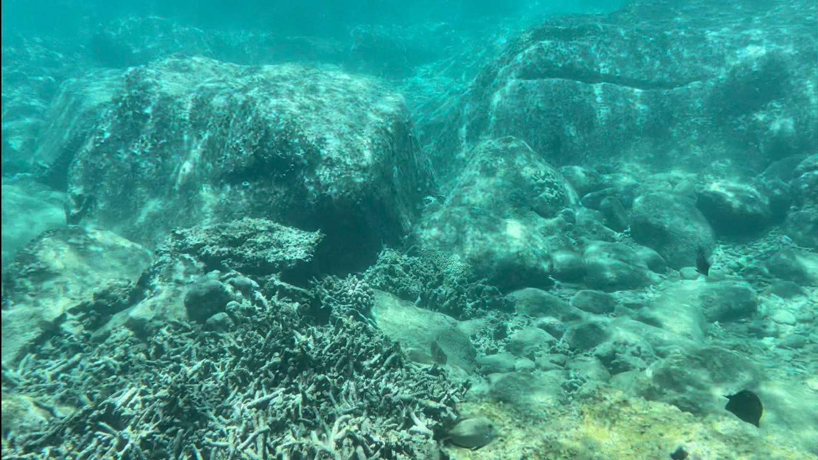 Dân sinh - Nha Trang kiến nghị lắp camera giám sát để bảo tồn san hô ở Hòn Mun