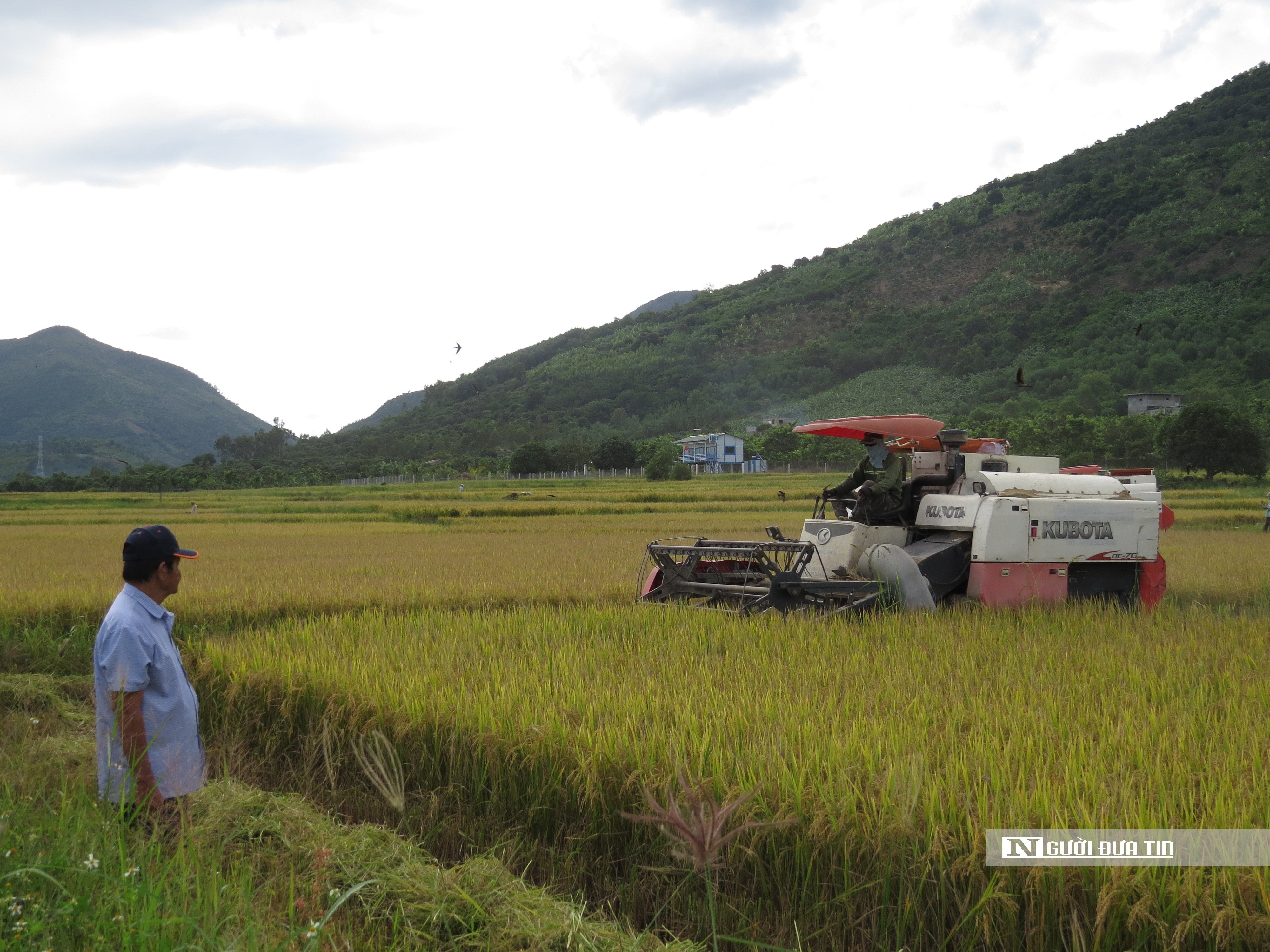 Dân sinh - Lão nông tần tảo bắt đất trả vàng (Hình 2).