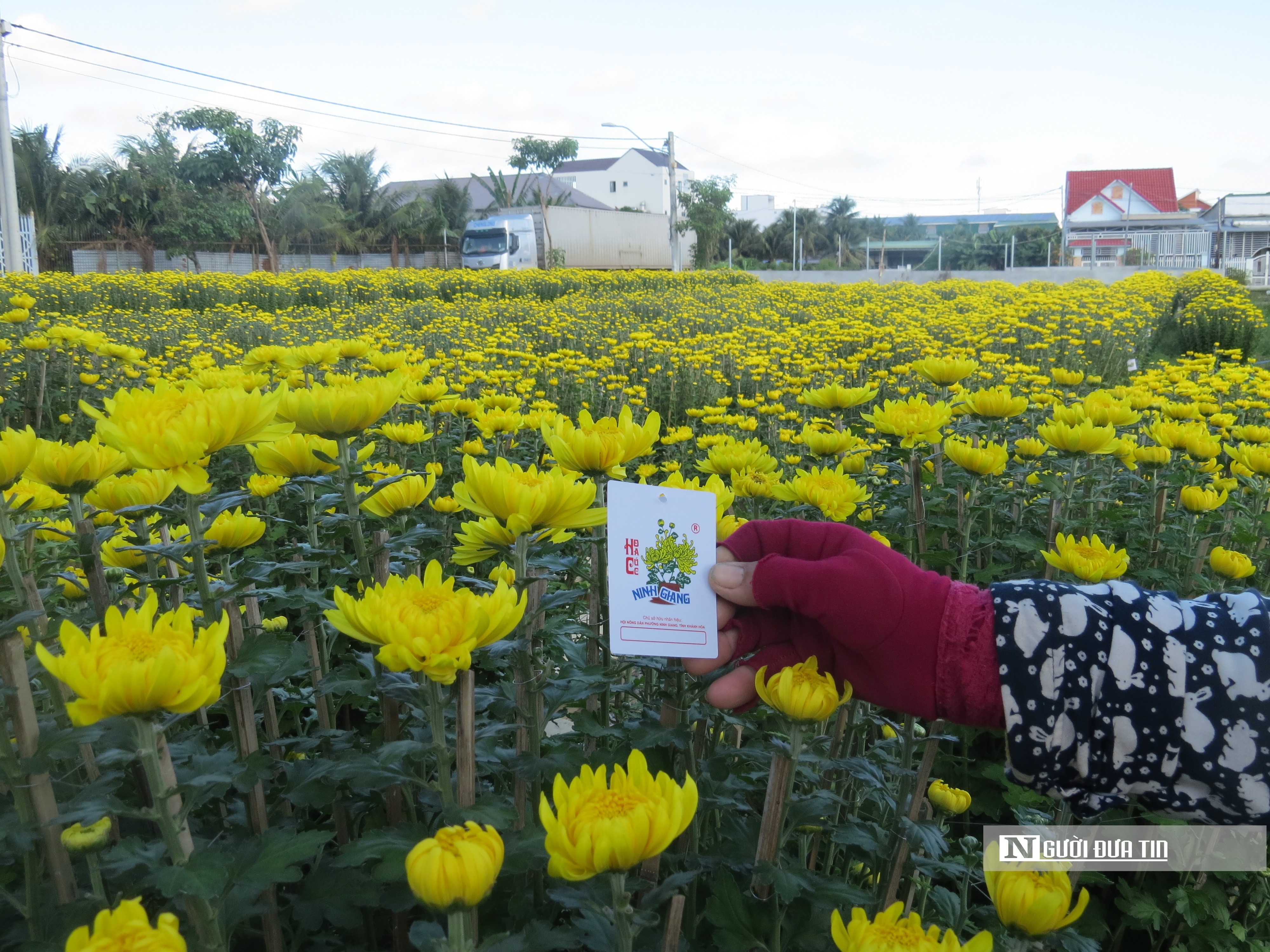 Dân sinh - Khánh Hòa: Hoa cúc Tết Ninh Giang đắt hàng nhưng người trồng ít lãi (Hình 3).