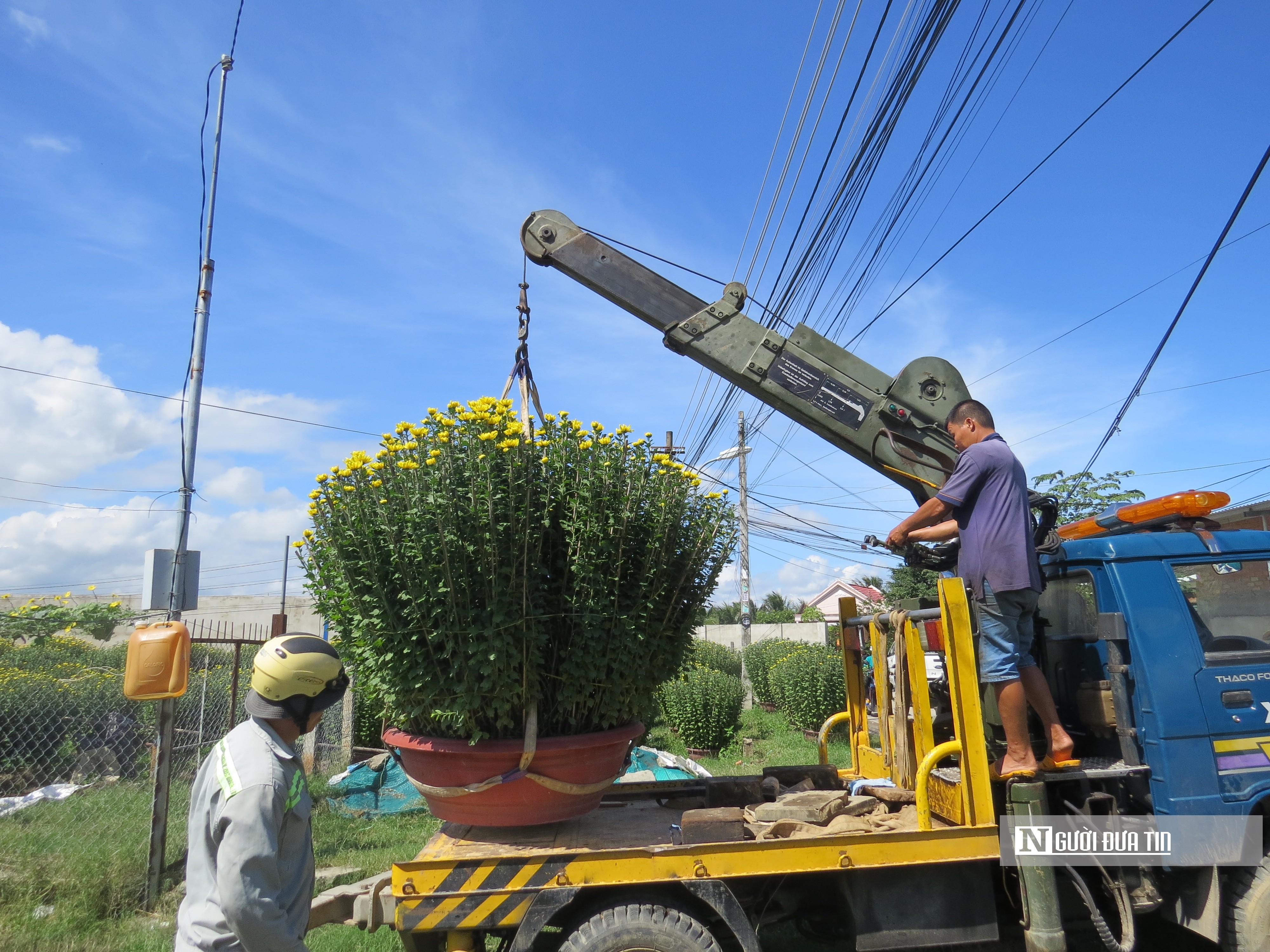 Dân sinh - Khánh Hòa: Hoa cúc Tết Ninh Giang đắt hàng nhưng người trồng ít lãi (Hình 9).