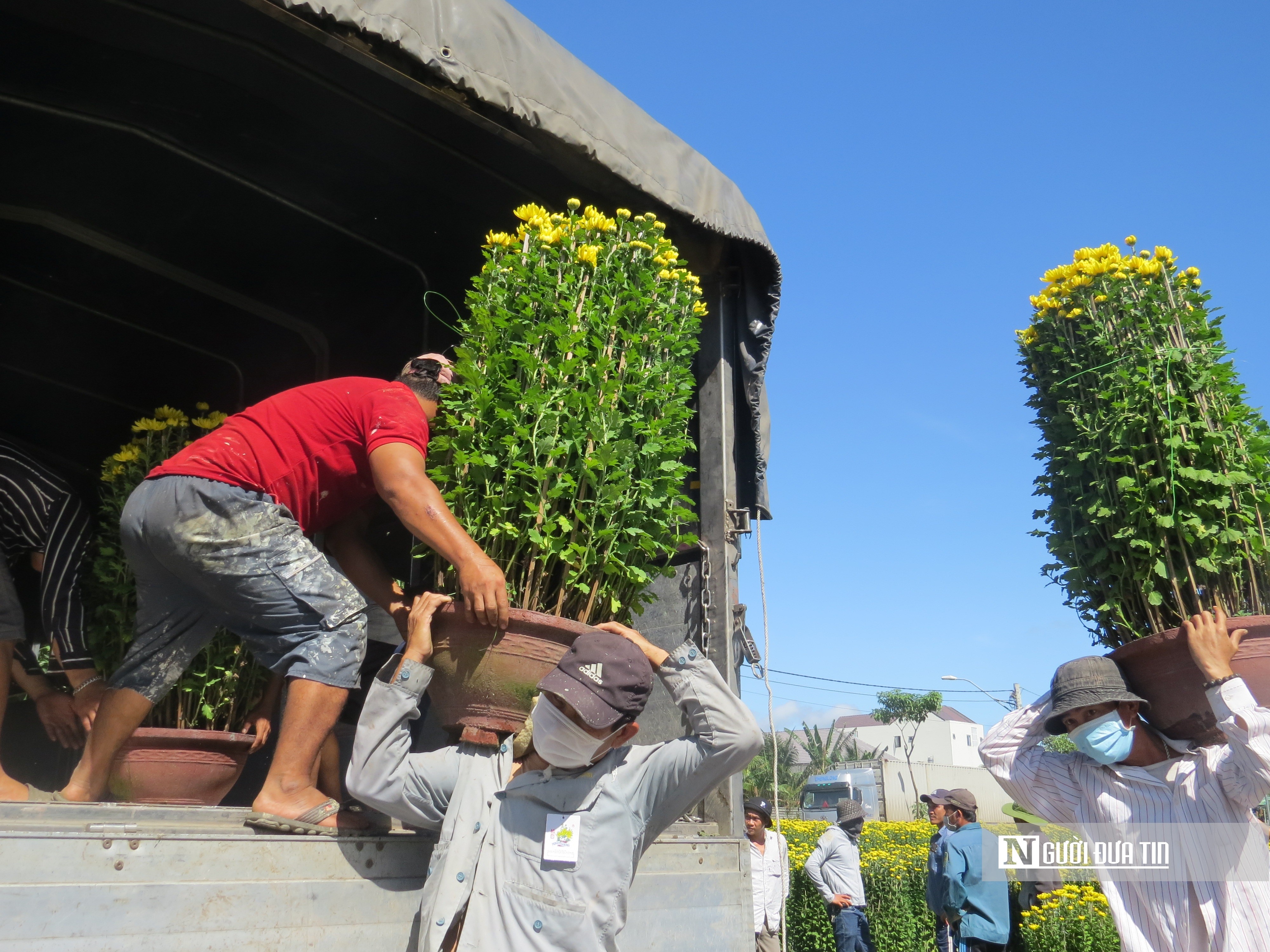 Dân sinh - Khánh Hòa: Hoa cúc Tết Ninh Giang đắt hàng nhưng người trồng ít lãi (Hình 6).