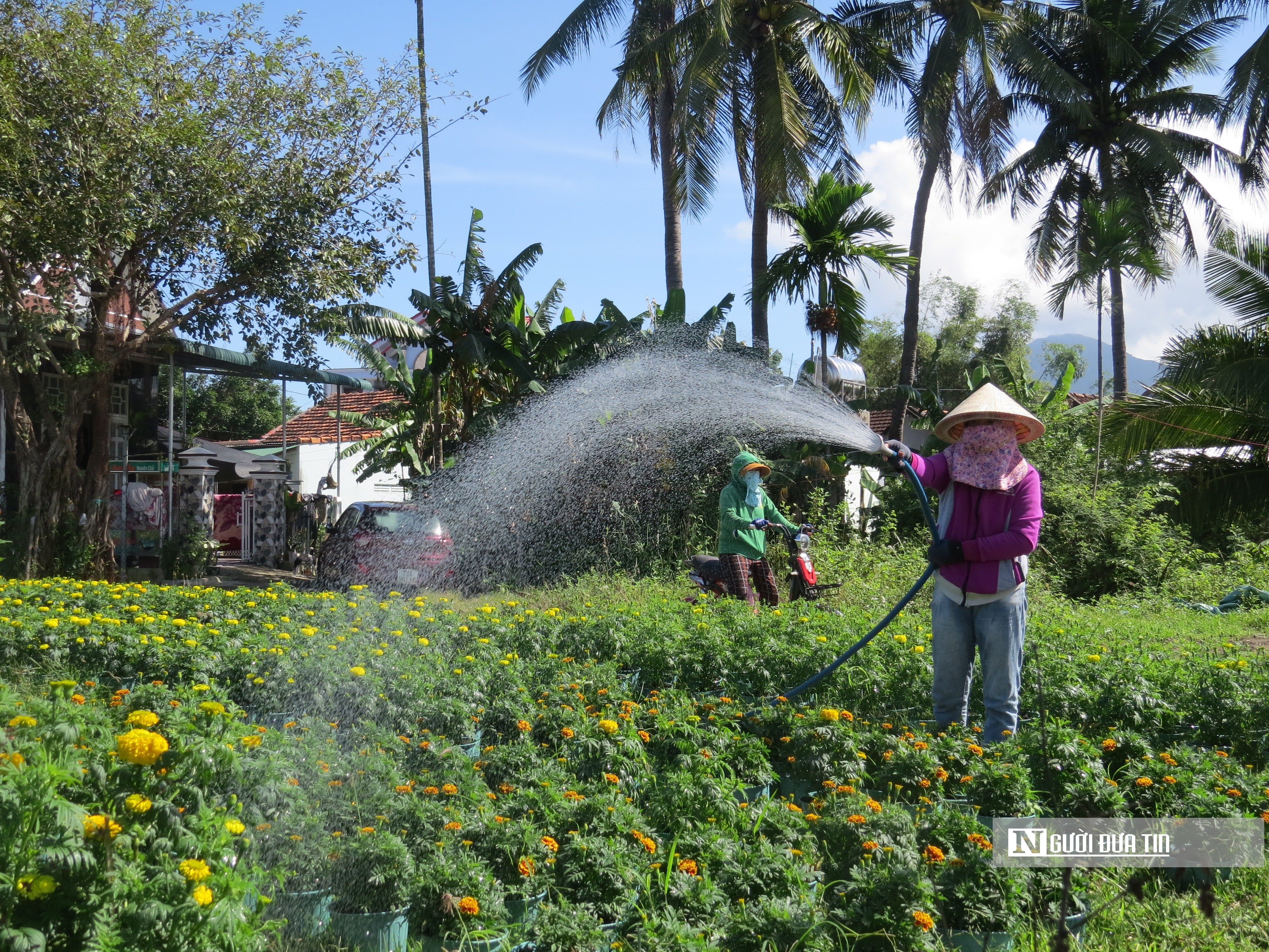 Dân sinh - Khánh Hòa: Hoa cúc Tết Ninh Giang đắt hàng nhưng người trồng ít lãi (Hình 10).