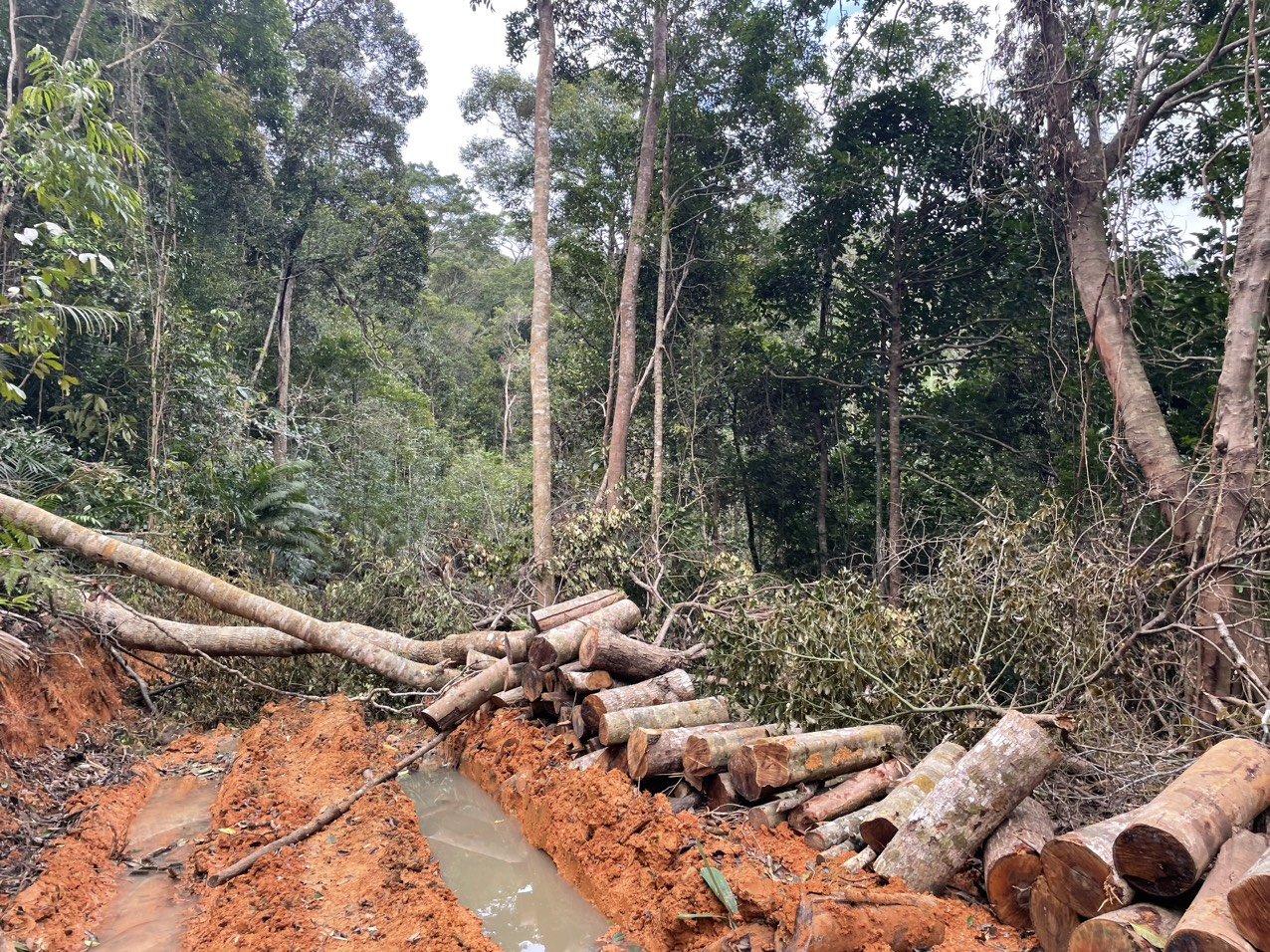 Dân sinh - Khánh Hòa: Phát hiện lò than cùng nhiều gỗ, củi tại Tp.Nha Trang (Hình 2).
