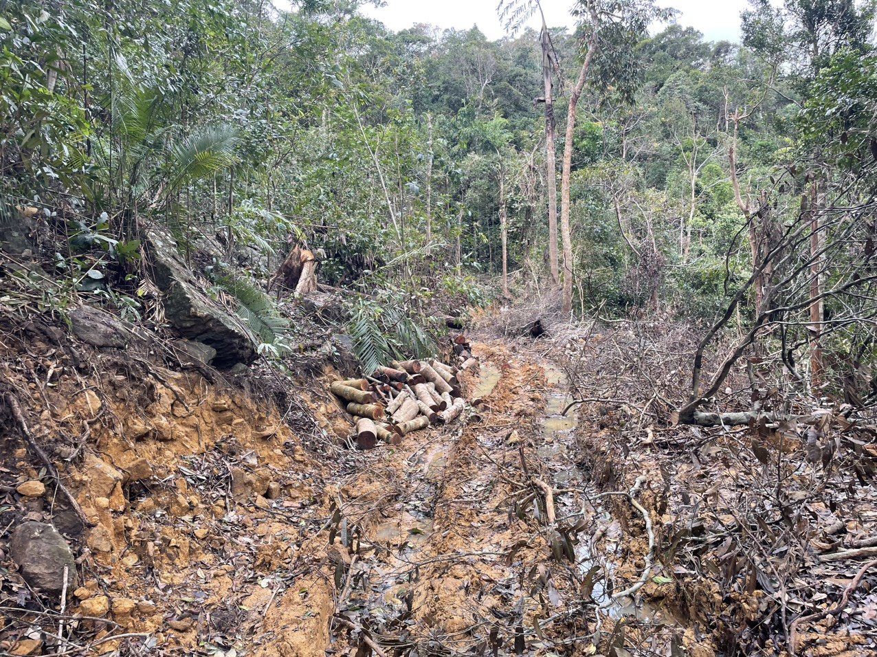 Dân sinh - Vụ phá rừng ở Khánh Hòa: Phát hiện thêm nhiều khoảnh rừng bị phá  (Hình 2).