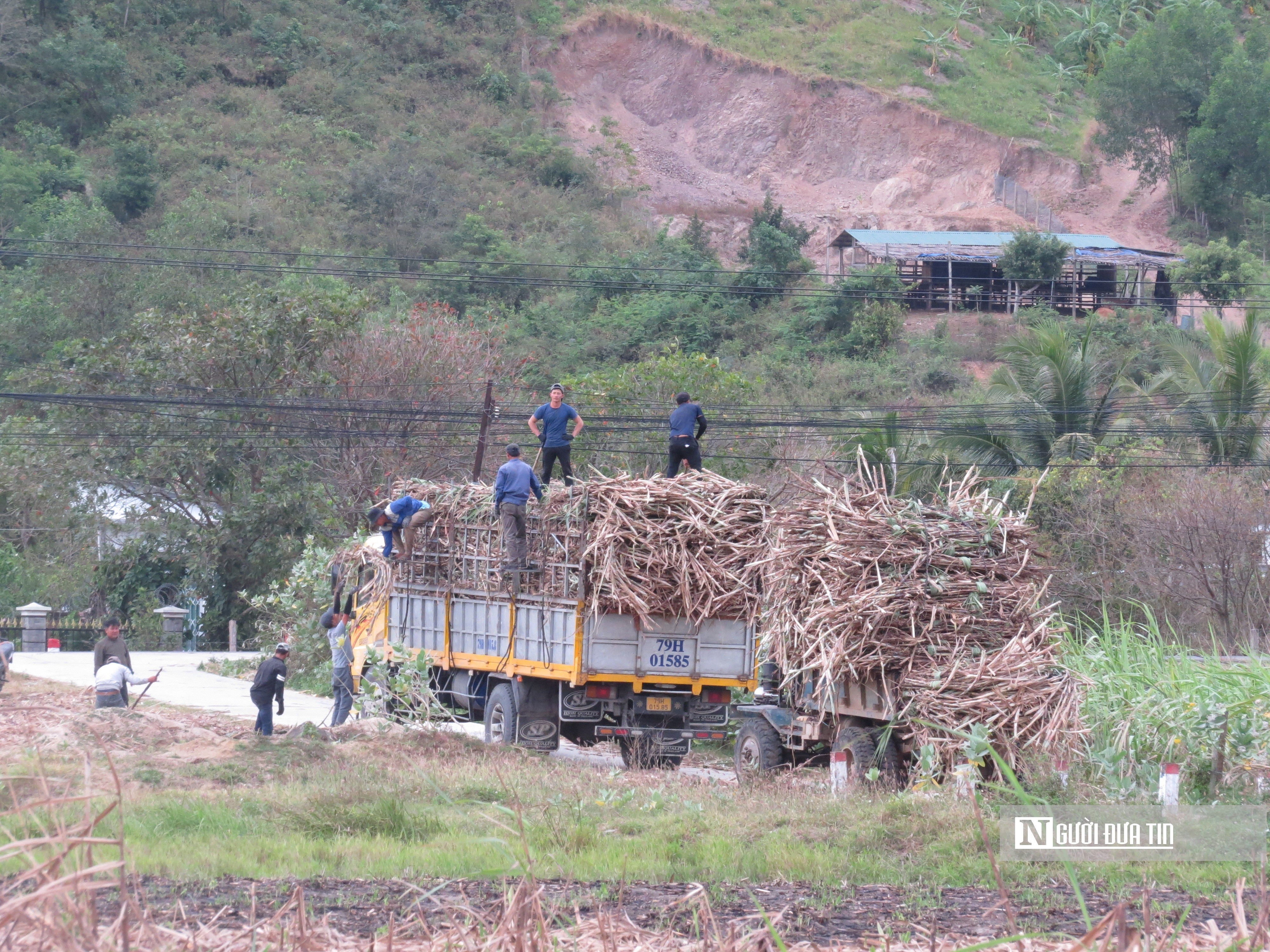 Dân sinh - Khánh Hòa: Mía đạt sản lượng nhưng chi phí đầu tư tăng cao (Hình 5).