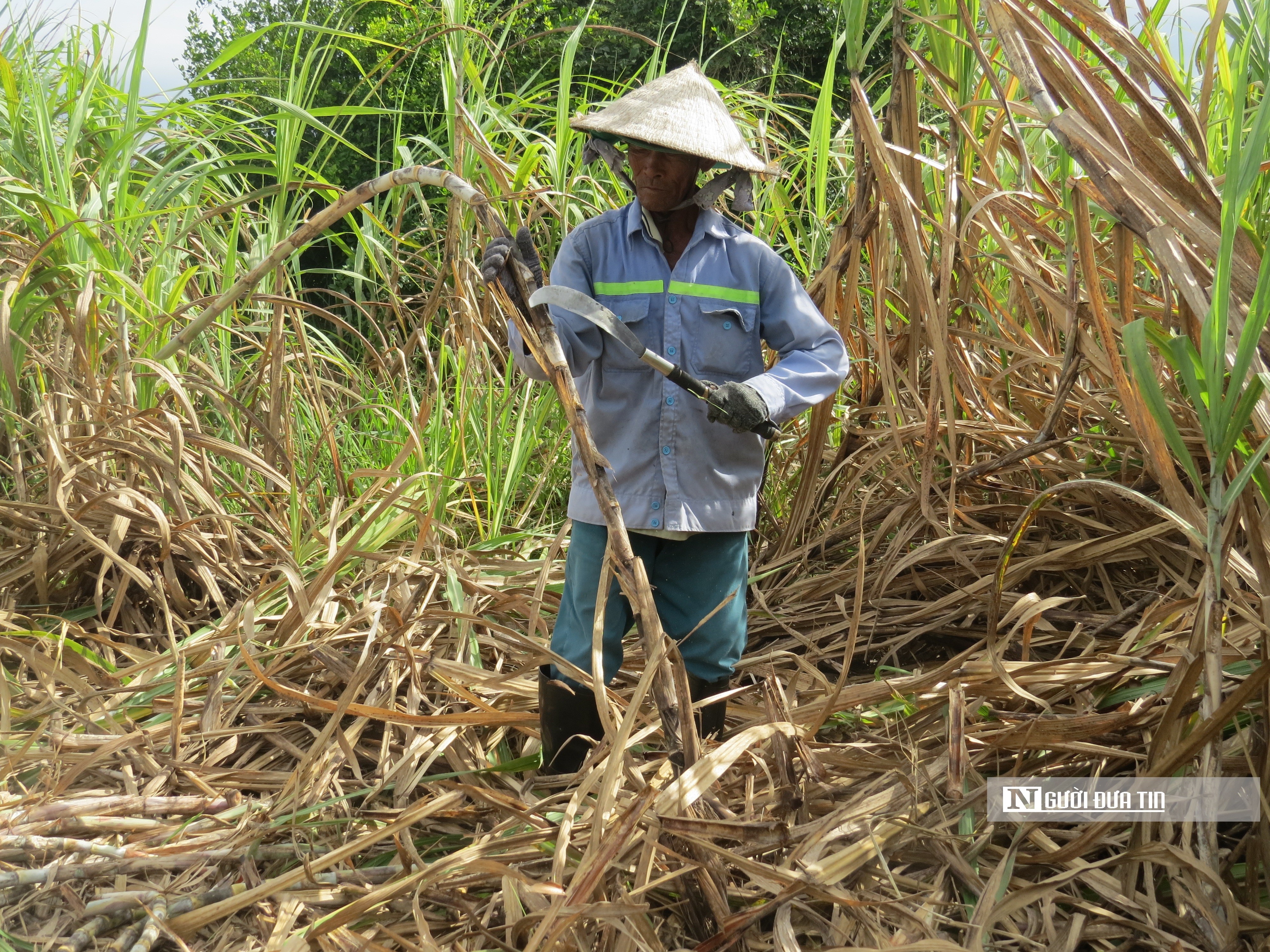 Dân sinh - Khánh Hòa: Mía đạt sản lượng nhưng chi phí đầu tư tăng cao (Hình 2).