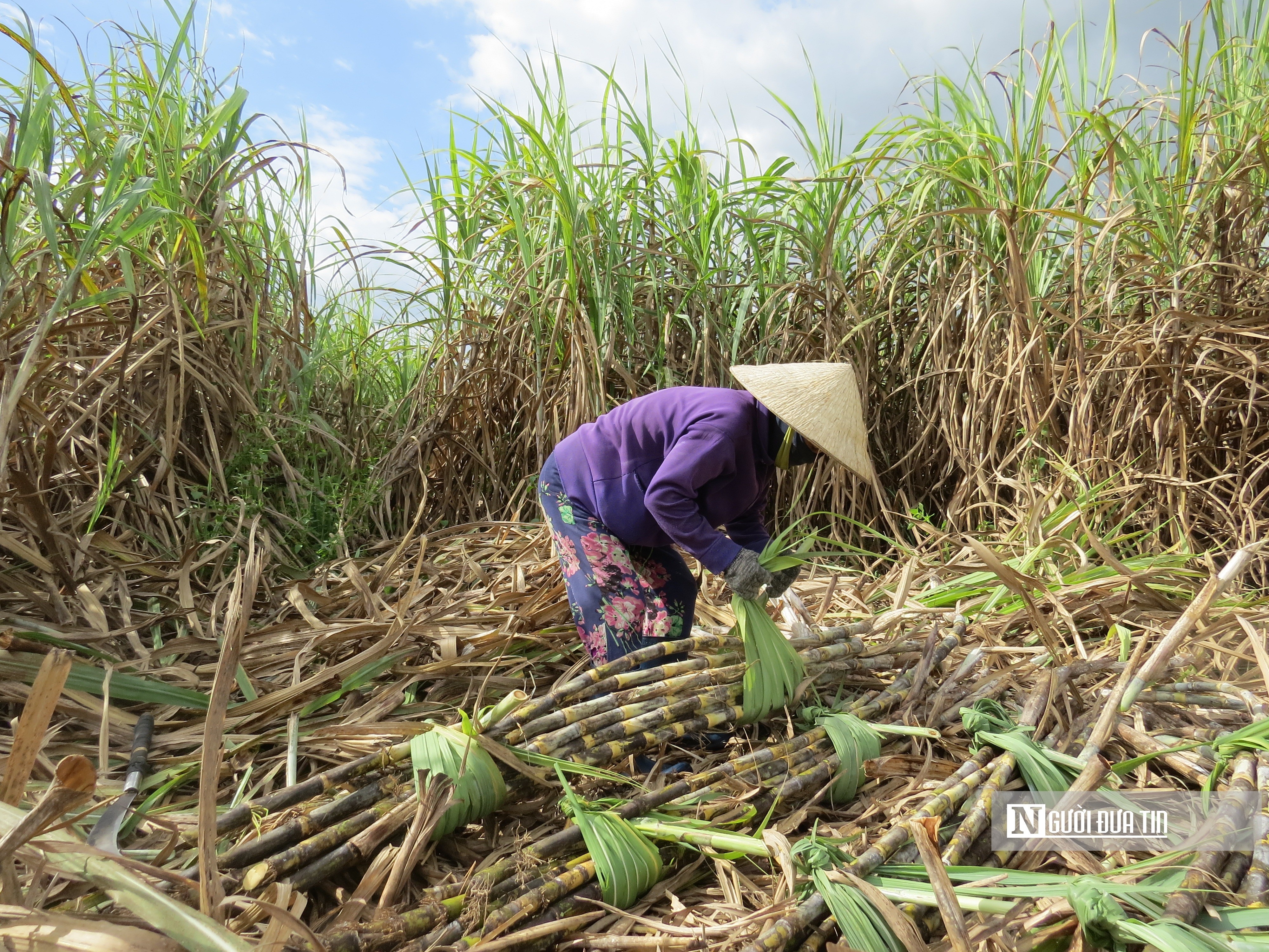 Dân sinh - Khánh Hòa: Mía đạt sản lượng nhưng chi phí đầu tư tăng cao (Hình 3).