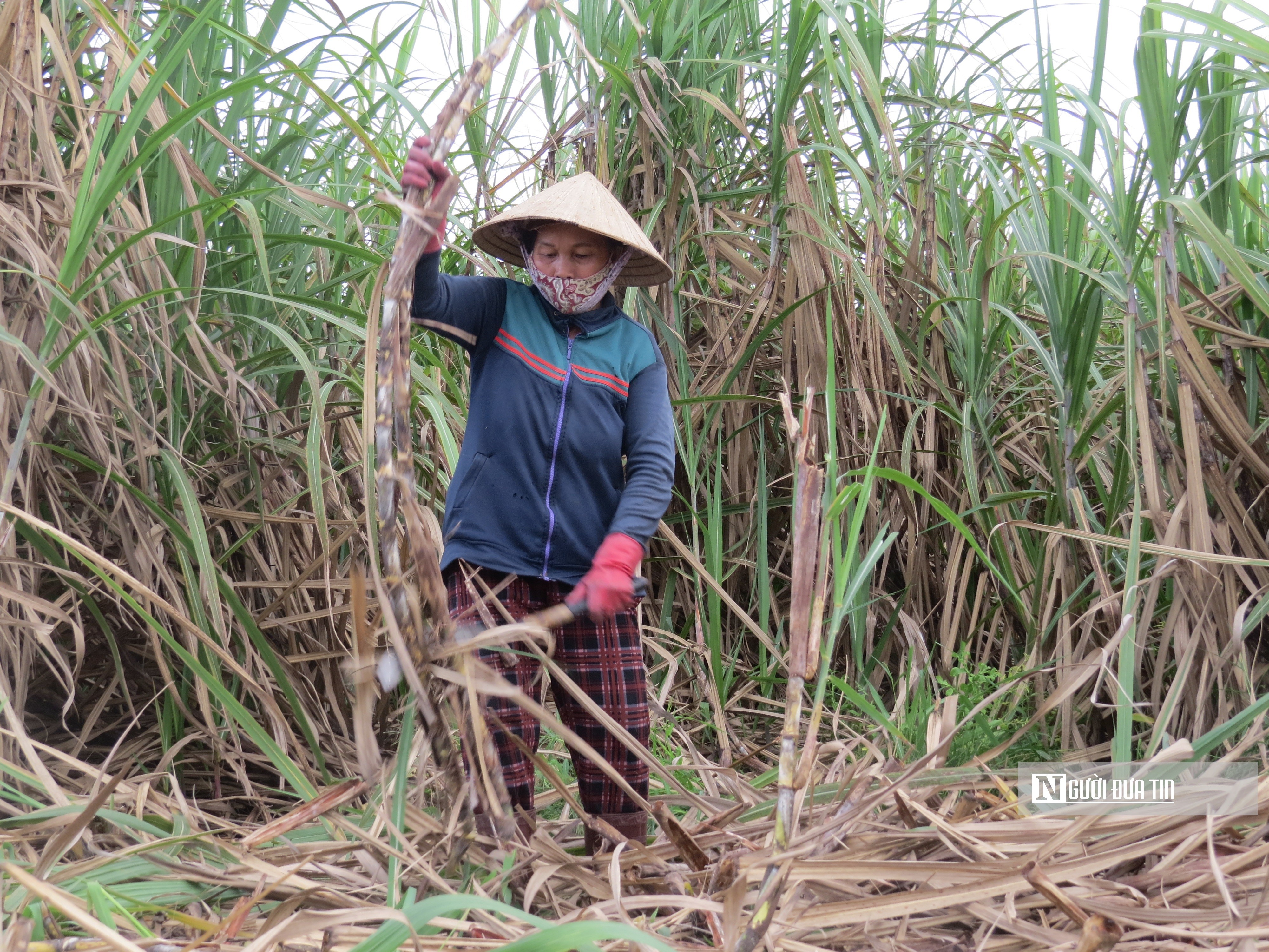 Dân sinh - Khánh Hòa: Mía đạt sản lượng nhưng chi phí đầu tư tăng cao (Hình 7).