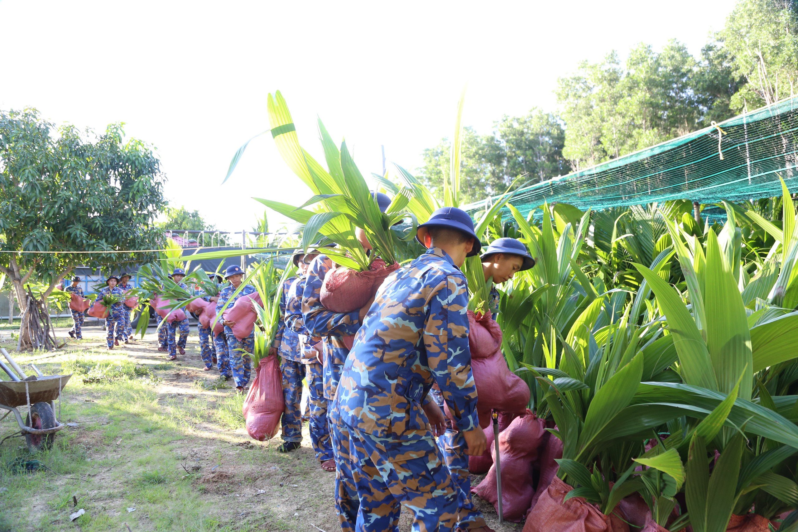 Dân sinh - 2.000 cây dừa giống được trao tặng cho huyện đảo Trường Sa (Hình 2).