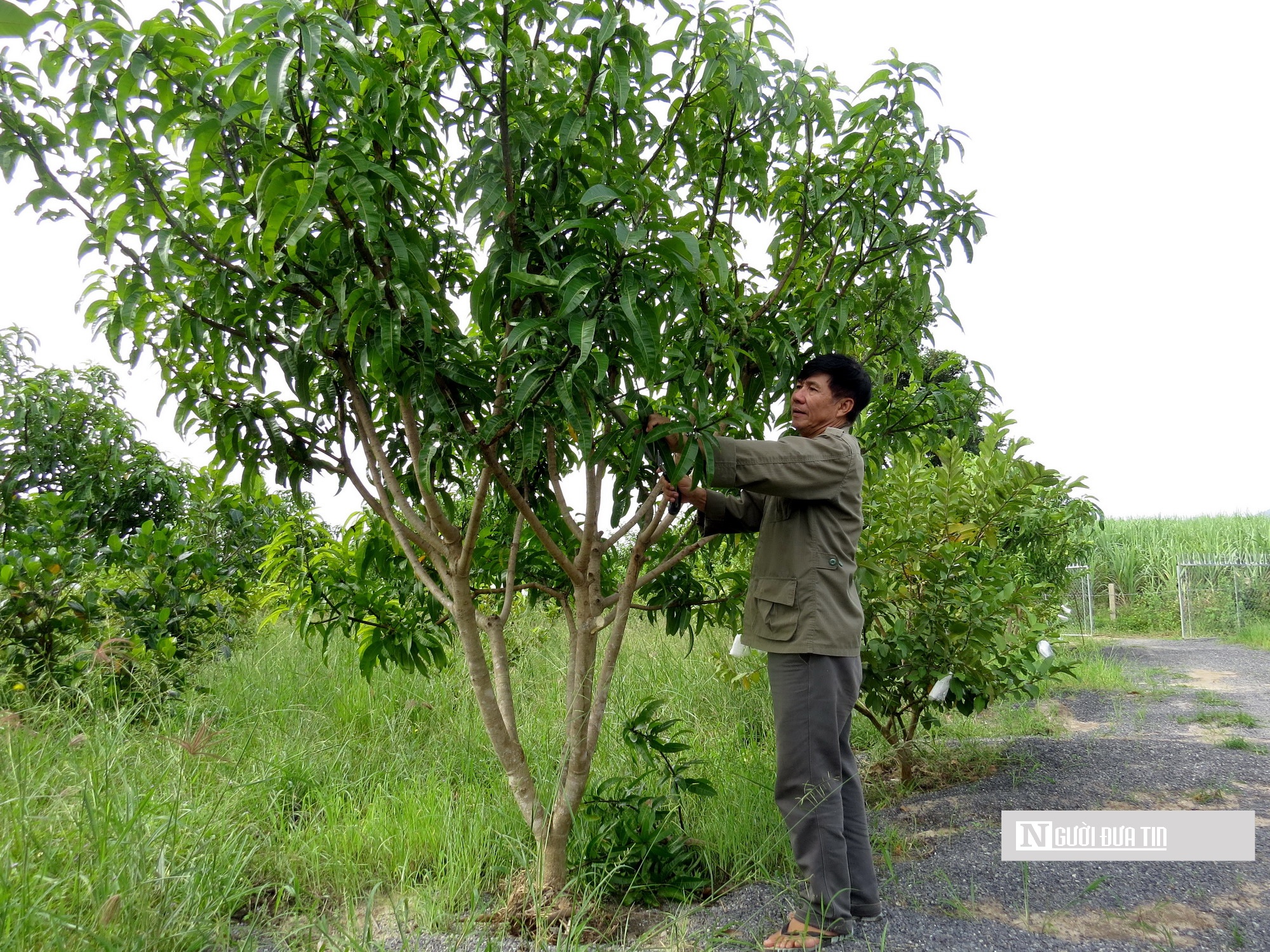 Dân sinh - Người thương binh làm giàu trên vùng đất khó