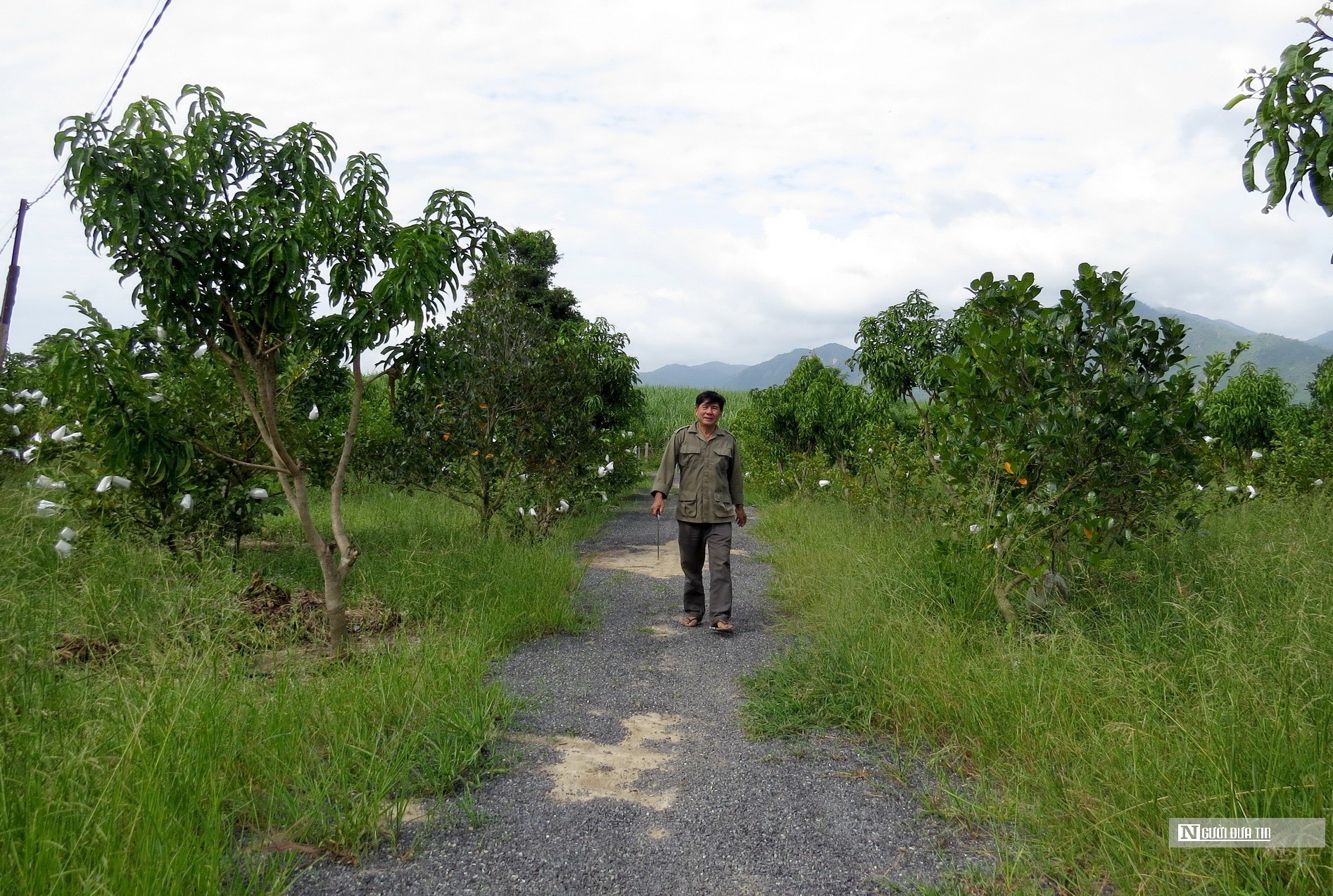 Dân sinh - Người thương binh làm giàu trên vùng đất khó (Hình 4).