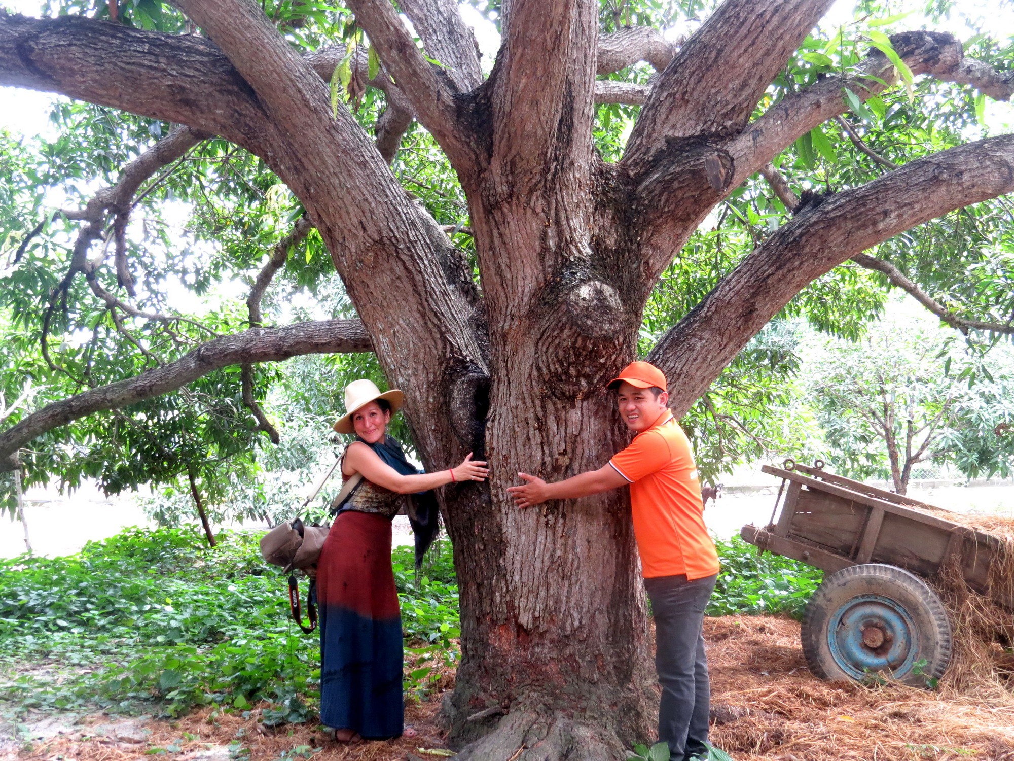 Tiêu dùng & Dư luận - Xoài cổ thụ Cam Lâm được khai thác làm du lịch (Hình 2).