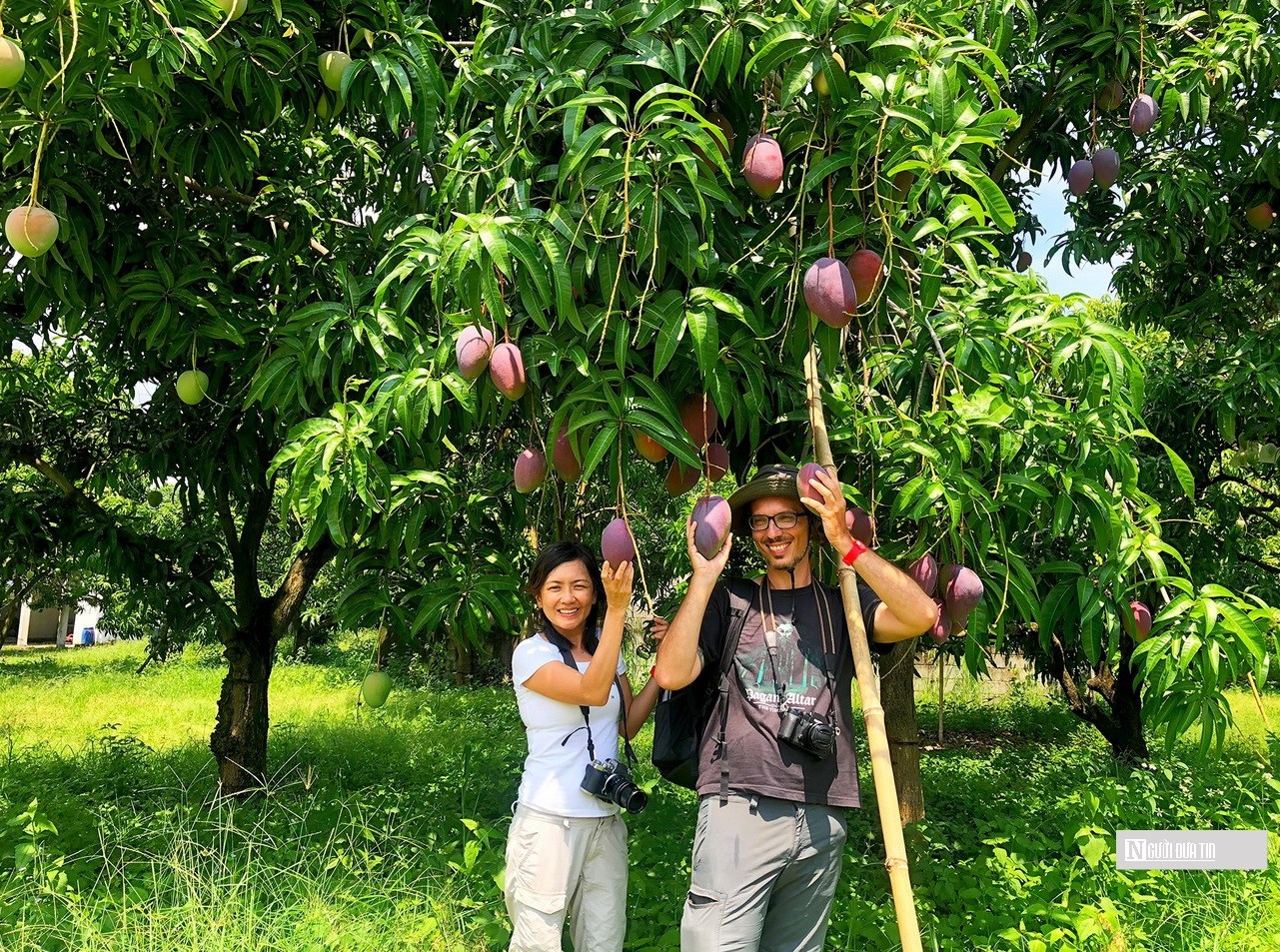 Tiêu dùng & Dư luận - Xoài cổ thụ Cam Lâm được khai thác làm du lịch (Hình 8).