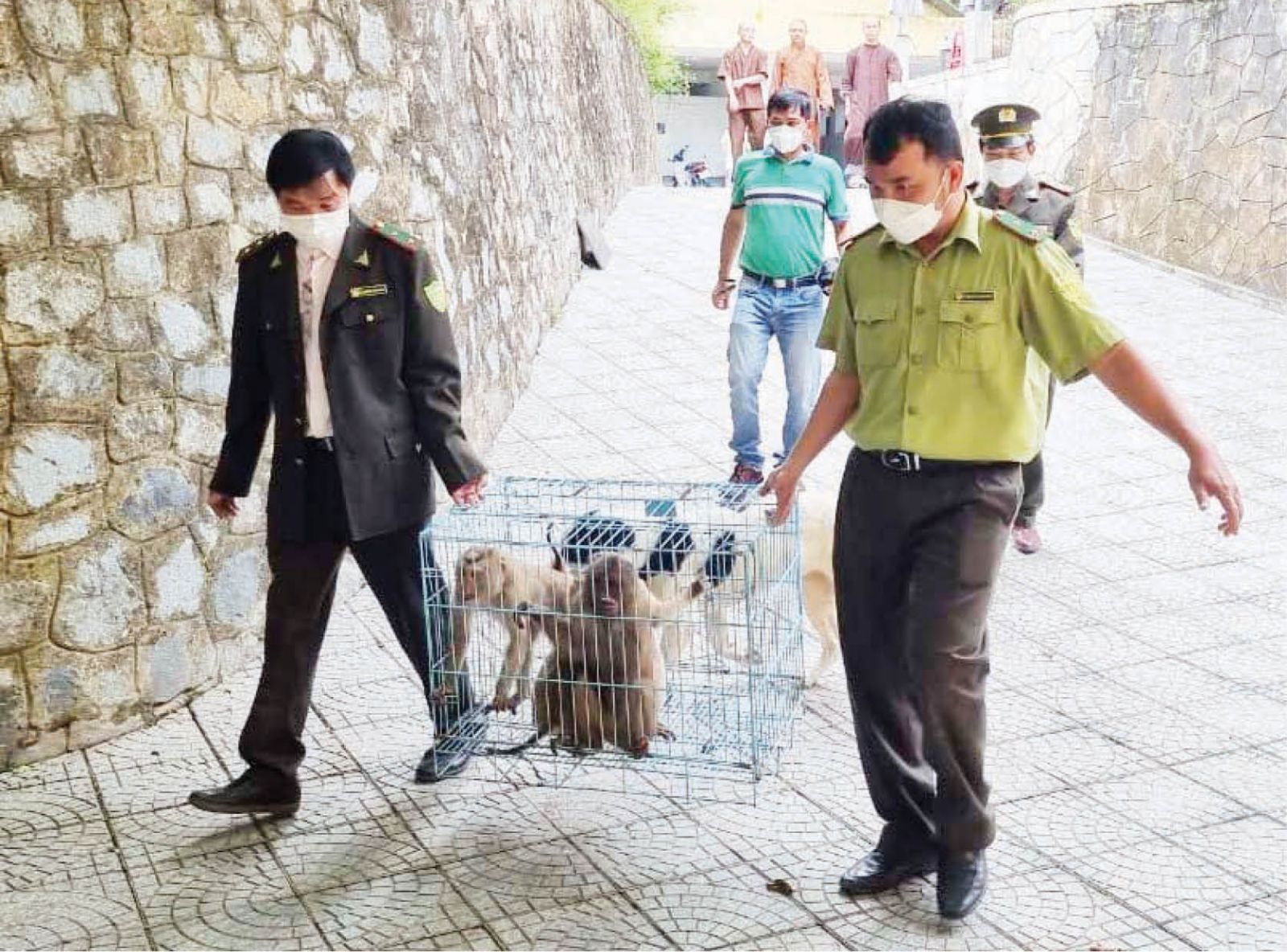 Môi trường - 'Rủi ro thấp, lợi nhuận cao' làm gia tăng việc buôn bán động vật hoang dã (Hình 2).