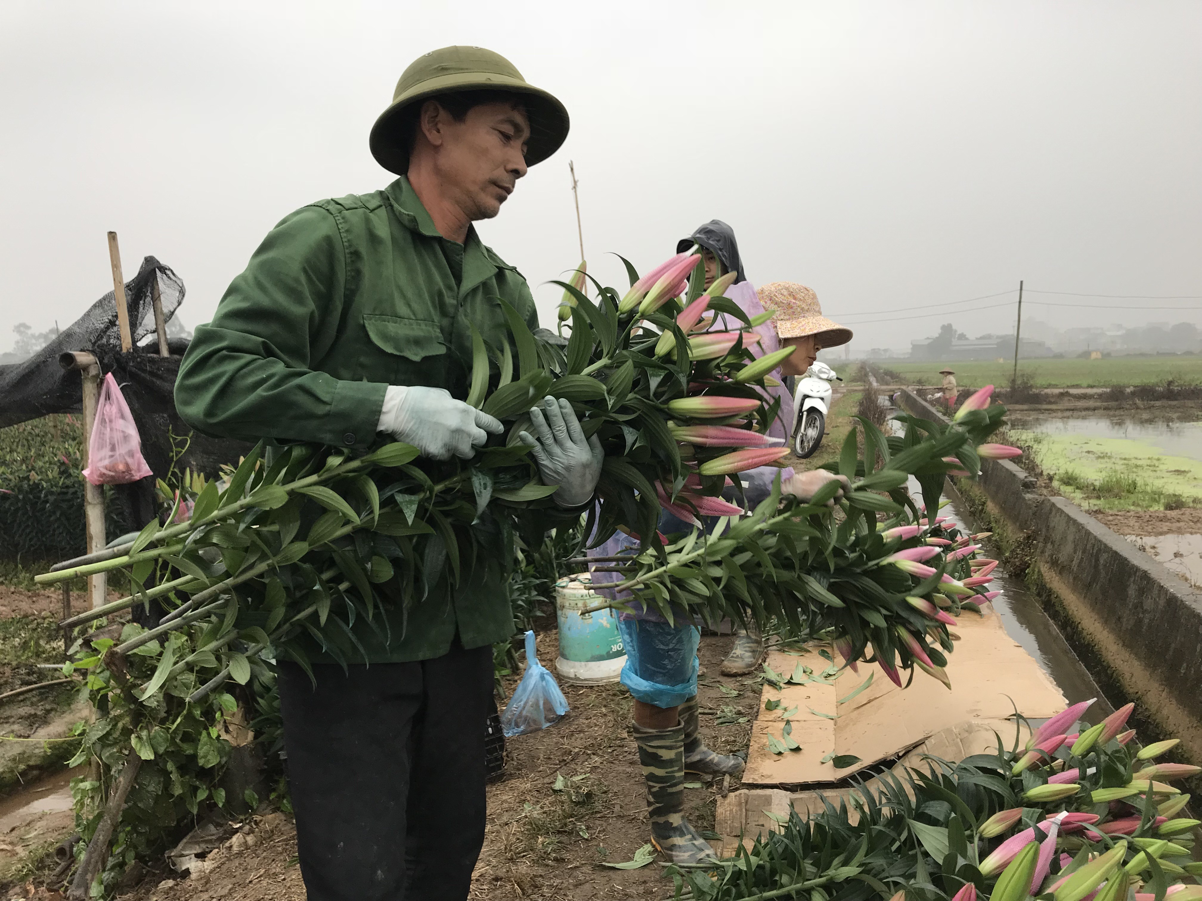 Gia đình ông Chu Viết Lâm trồng hơn 5 sào hoa ly. Ông ước tính vụ năm nay lỗ khoảng 200 triệu đồng.