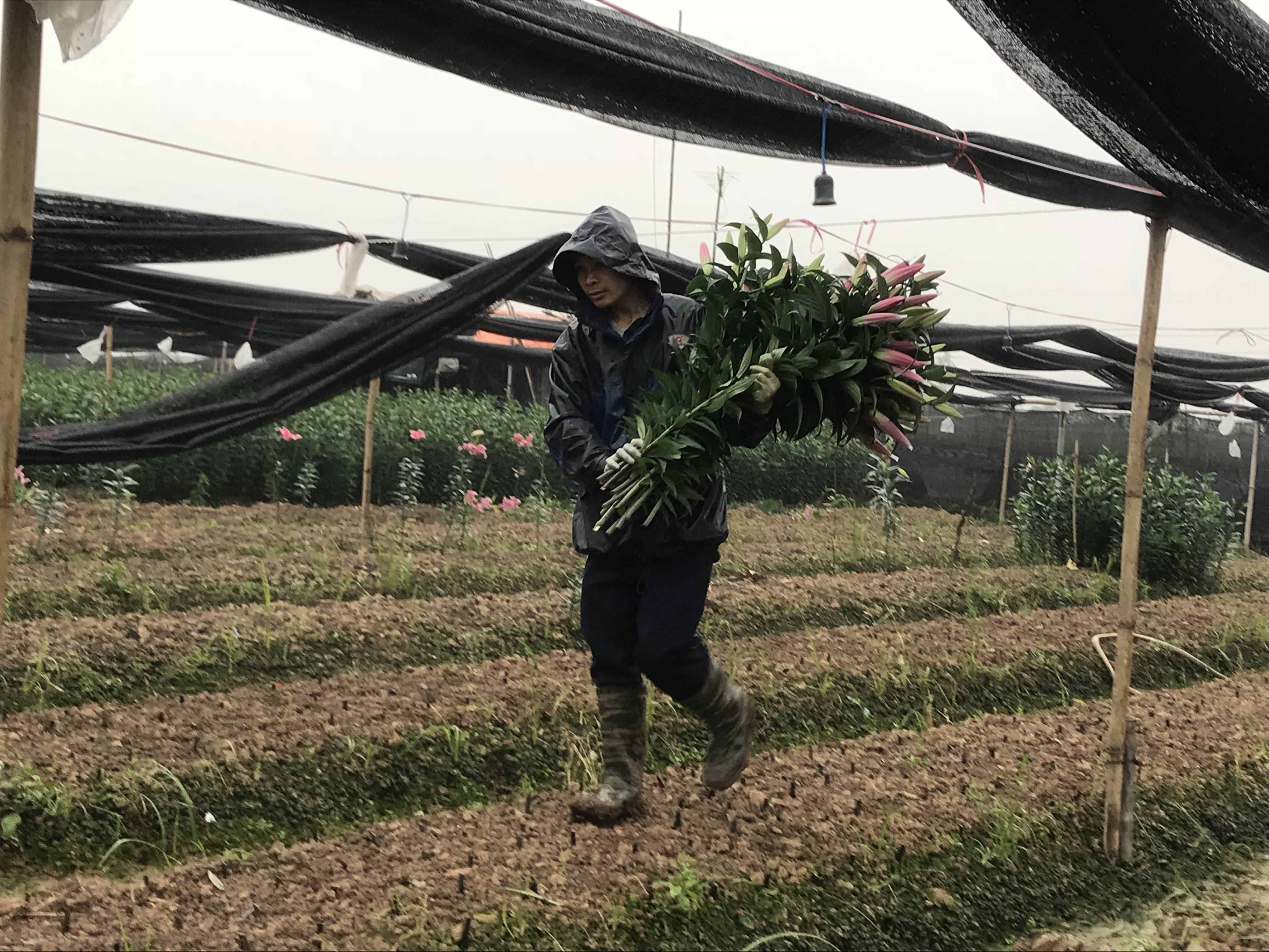 Nhìn những bông hoa chỉ chực nở rộ, ai nấy trong gia đình ông Lâm đều xót xa và lo cho cuộc sống trước mắt của mình.