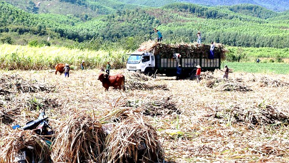 Kết nối - Đường lậu ảnh hưởng nghiêm trọng đến doanh nghiệp, nông dân và người tiêu dùng Việt (Hình 3).