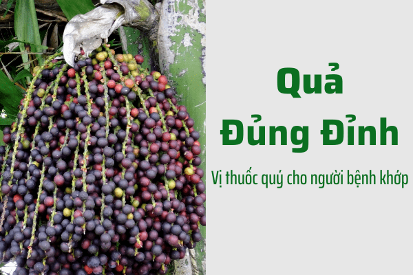 Kết nối - Hoạt chất 'vàng' trong quả Đủng đỉnh - Chìa khóa cứu thoát người bệnh 