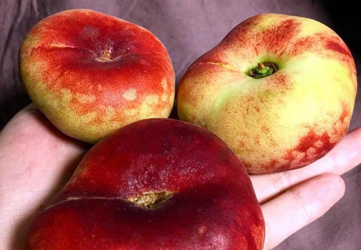 Xã hội - Cận cảnh đào dẹt 500.000 đồng/kg được người Việt săn lùng