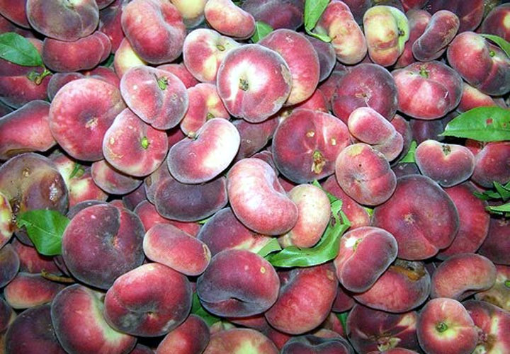 Xã hội - Cận cảnh đào dẹt 500.000 đồng/kg được người Việt săn lùng (Hình 3).