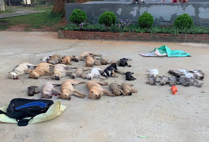 Pháp luật - Phiên tòa giả định: Cặp tình nhân dùng chất độc Xyanua trộm gần nửa tấn chó