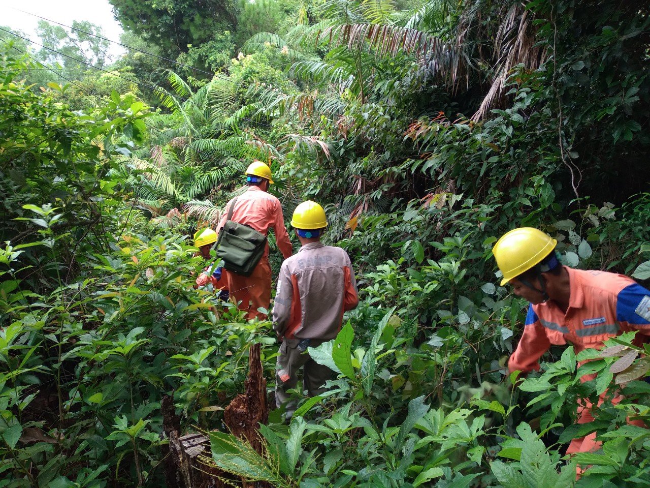 Dân sinh - Công ty Điện lực Hà Tĩnh tăng cường bảo vệ hành lang an toàn lưới điện