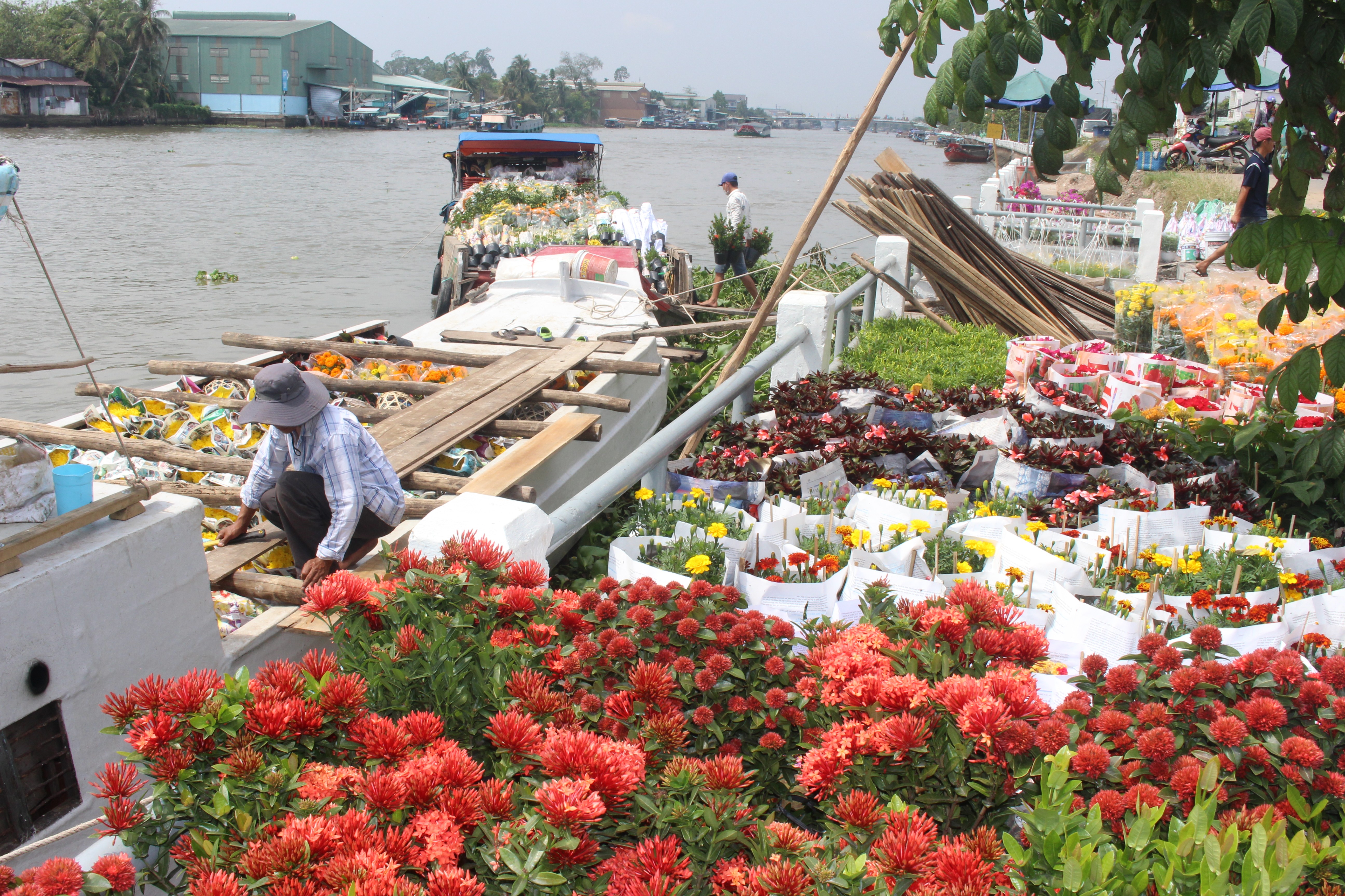 Tiêu dùng & Dư luận - Hoa Sa Đéc rời giàn, nông dân phấn khởi vì trúng mùa, được giá (Hình 7).