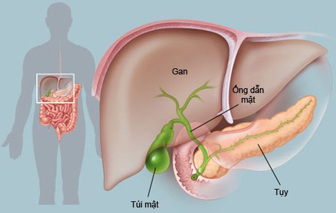 Dân sinh - Bác sĩ chia sẻ bí quyết giảm nguy cơ mắc ung thư gan nguyên phát