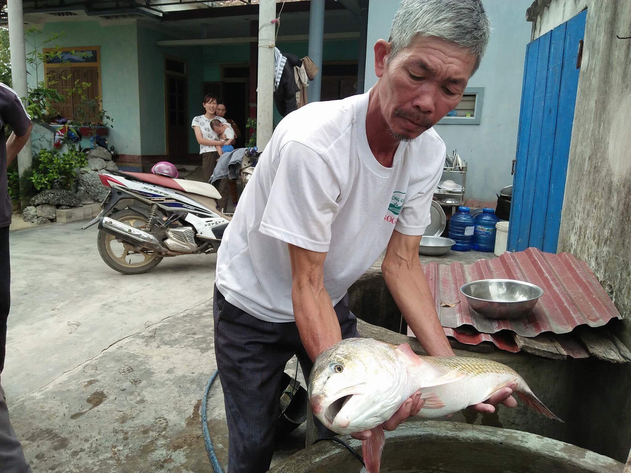 Cá sủ vàng giá tiền tỷ sa lưới ngư dân Quảng Bình?