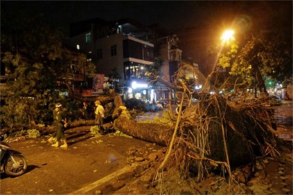 Xã hội - Cây thông bị gió lớn quật đổ, đè 2 mẹ con tử vong