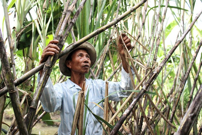 Xã hội - Nông dân trồng mía miền Tây “đỏ mắt” tìm nhân công và thương lái