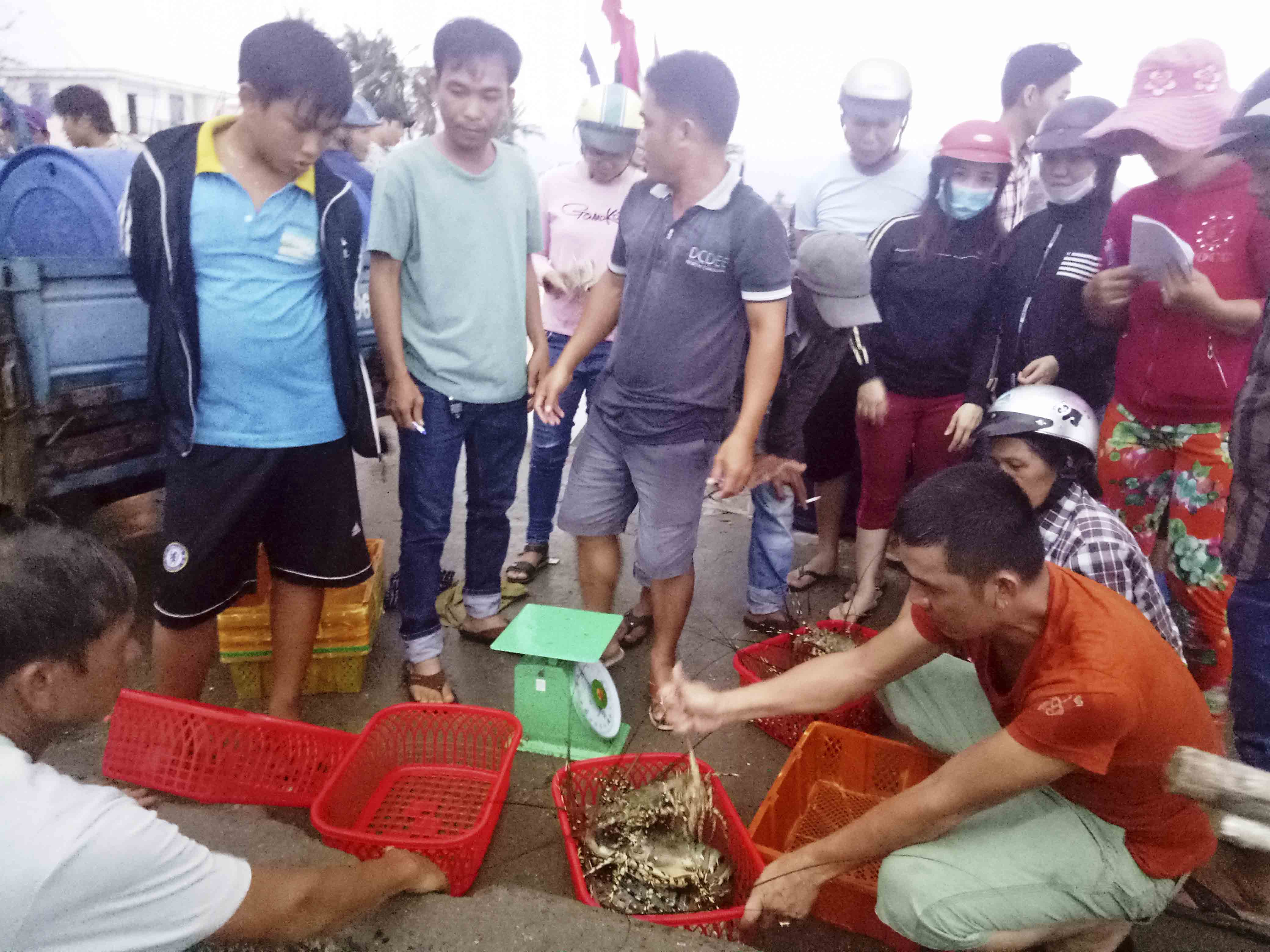 Tiêu dùng & Dư luận - Khánh Hòa sau bão 12: Ngư dân “trúng đậm”, chủ lồng bè trắng tay (Hình 3).