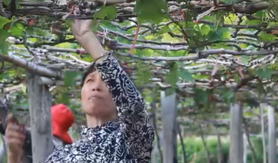 Tin nhanh - Ninh Thuận: Khỉ xuống núi phá hoa màu, tấn công phụ nữ, trẻ em (Hình 2).