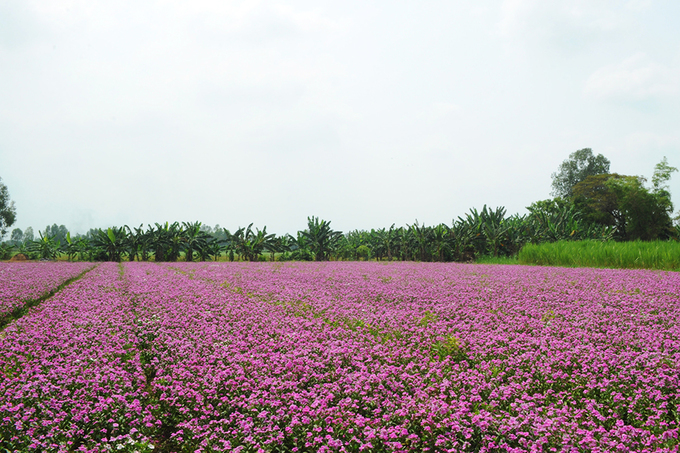 Giới trẻ thích thú với hành trình rong ruổi săn ảnh cánh đồng hoa (Hình 7).