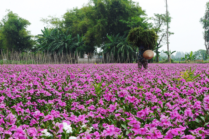 Giới trẻ thích thú với hành trình rong ruổi săn ảnh cánh đồng hoa (Hình 8).