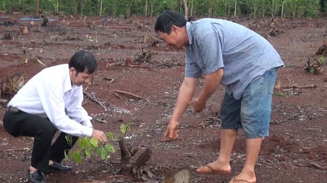 Bất thường trong việc thương lái thu mua rễ cây hồ tiêu làm thuốc