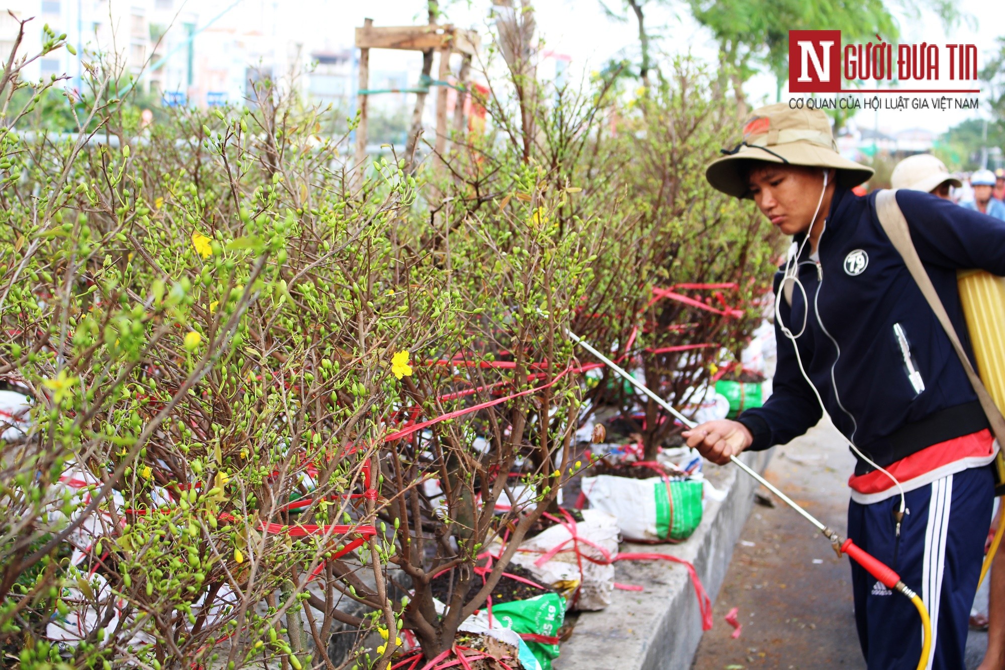 Dân sinh - Kiếp thương hồ 'chở' xuân về phố (Hình 4).