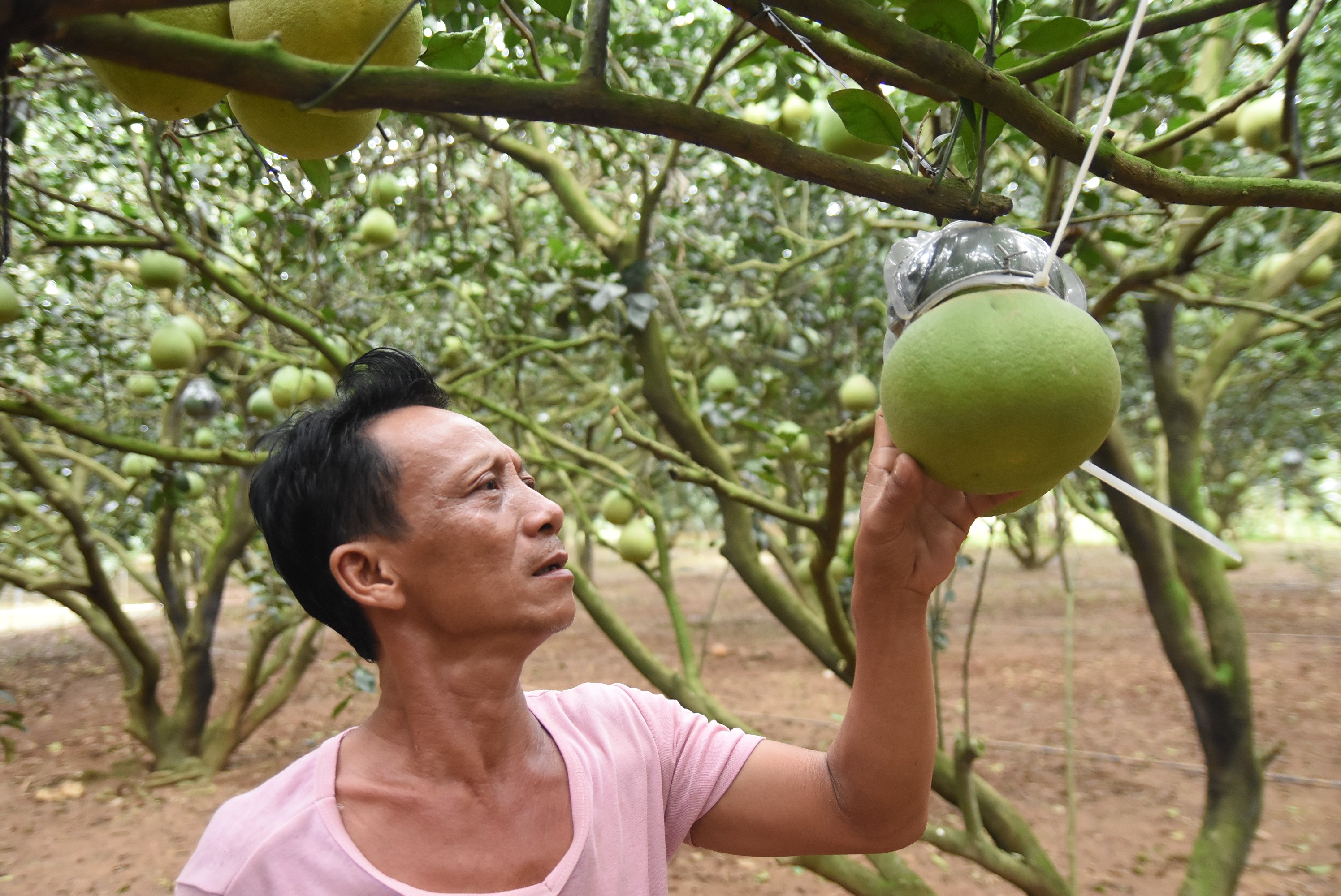 Tiêu dùng & Dư luận - Về vườn bưởi 'siết eo' Tân Triều, săn hàng hiếm giá 3 triệu/cặp (Hình 5).