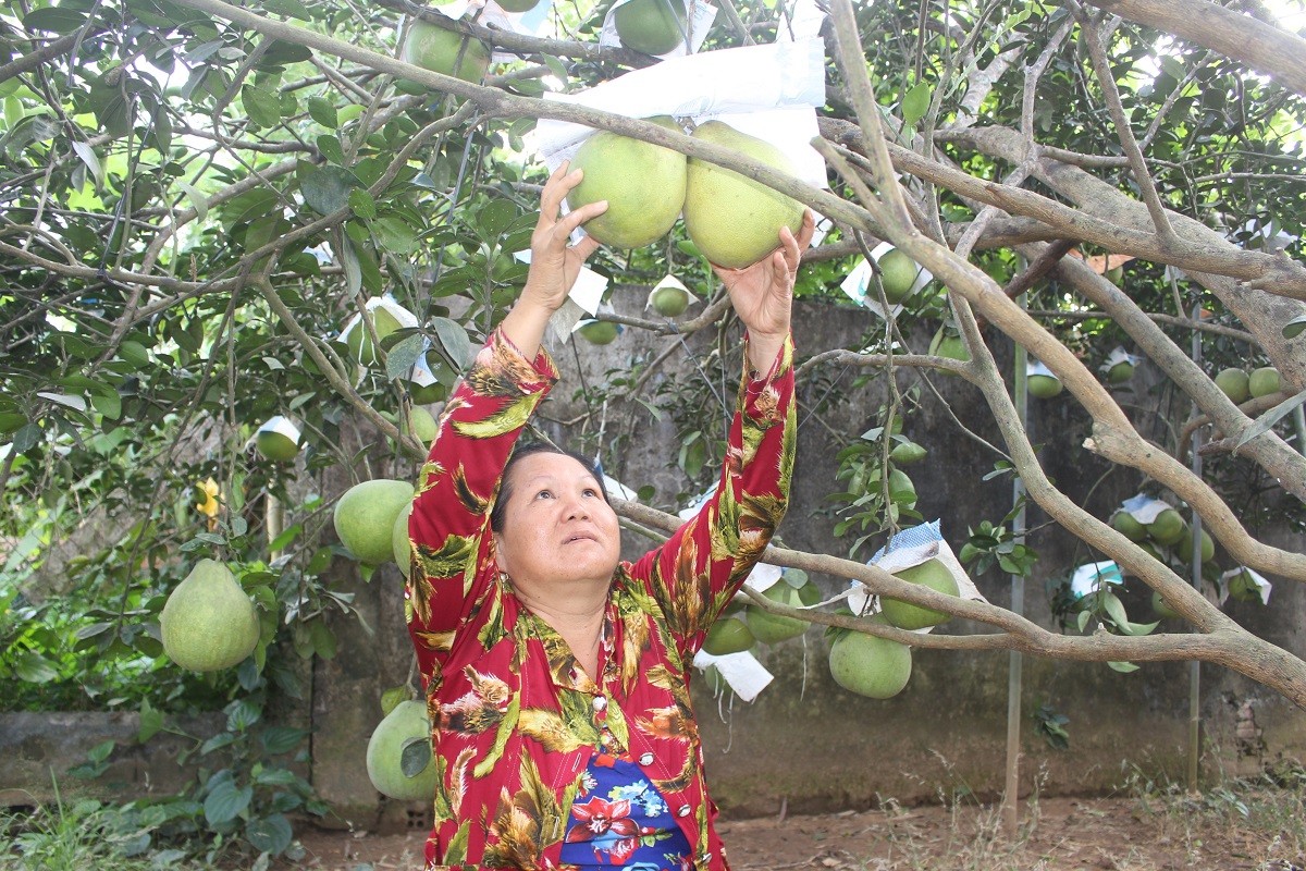 Tiêu dùng & Dư luận - Về vườn bưởi 'siết eo' Tân Triều, săn hàng hiếm giá 3 triệu/cặp