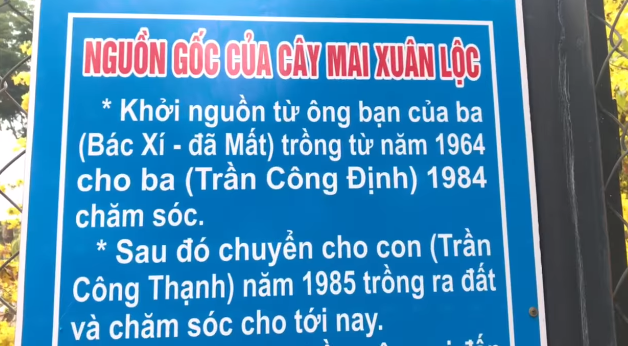 Tin nhanh - “Cụ” hoa mai 55 tuổi đón hàng ngàn lượt khách đến chụp hình (Hình 6).