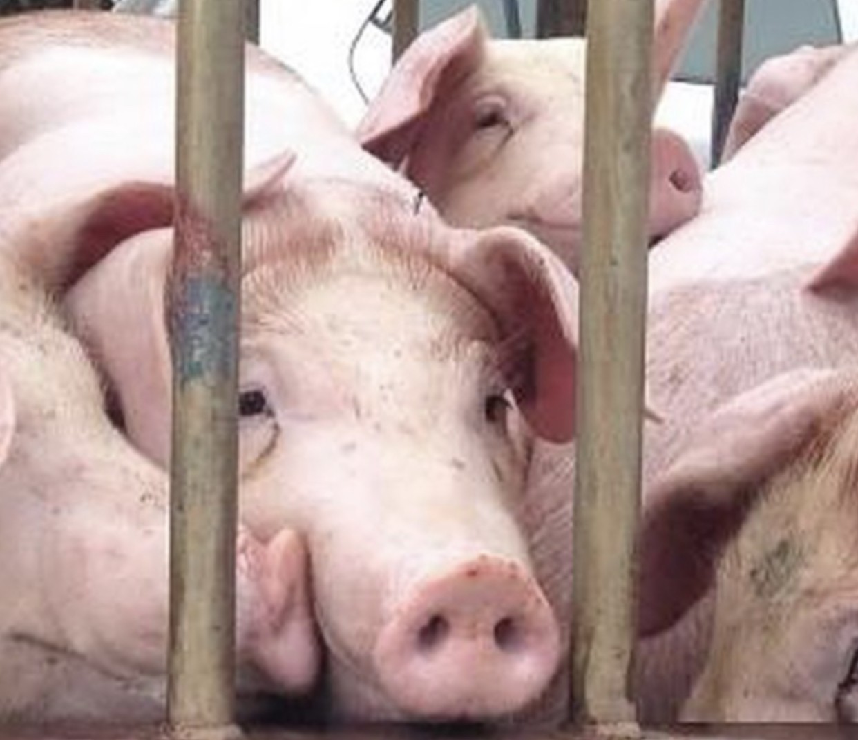 Tin nhanh - Đồng Nai: Huyện Trảng Bom chính thức công bố dịch tả lợn châu Phi