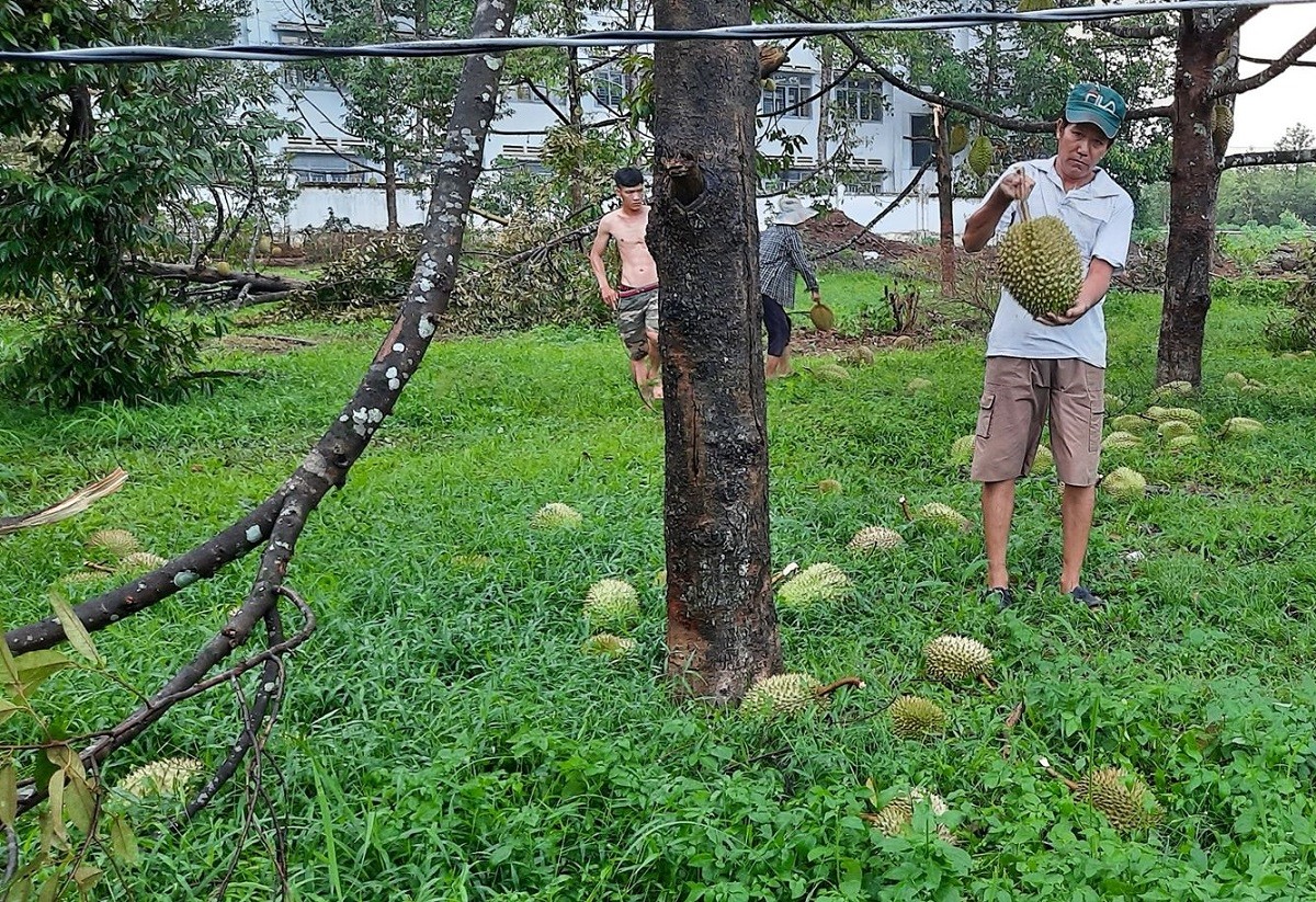 Tin nhanh - Đồng Nai: Mưa to, gió lốc thổi bay mái nhà, quật đổ nhiều cây ăn quả của người dân