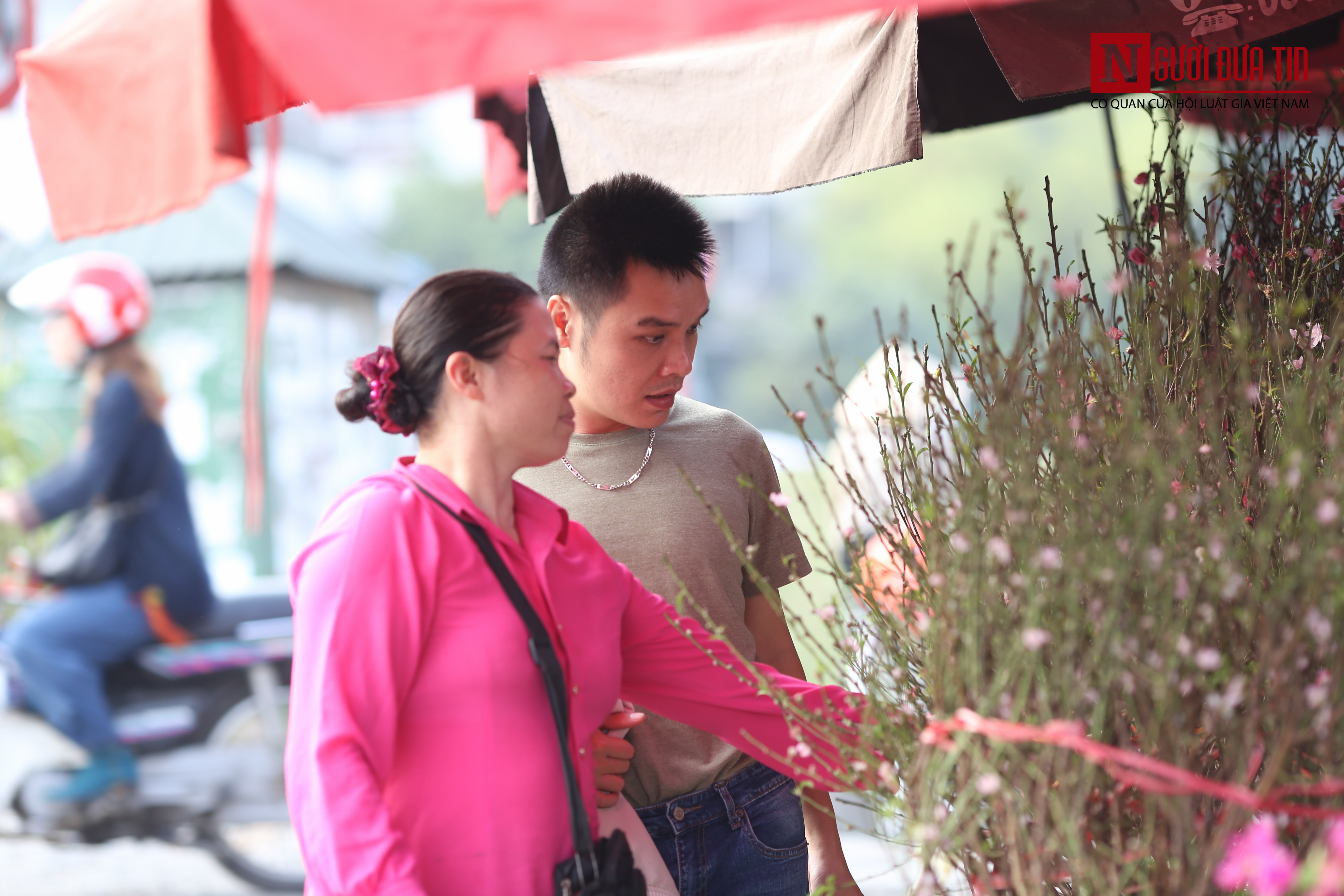 Tin nhanh - Lạ mắt đào Nhật Tân nở sớm, xuống phố đón giáng sinh, tết dương lịch (Hình 5).