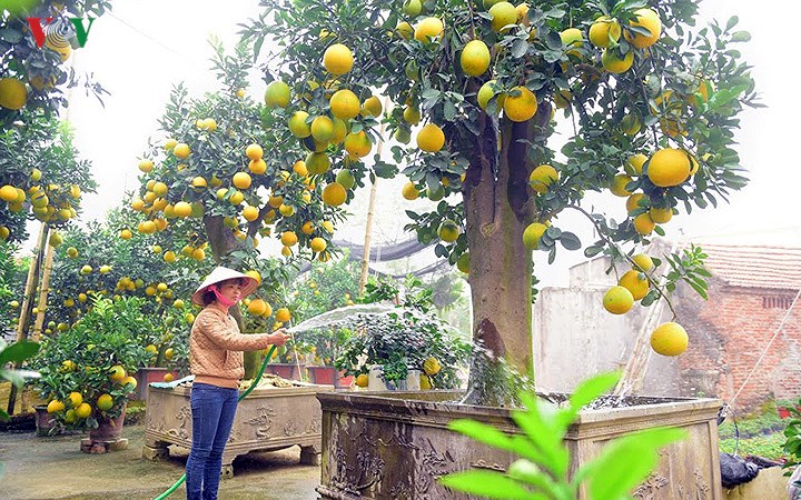 Xã hội - Top cây cảnh tiền tỷ chơi Tết Mậu Tuất 2018 đẹp mê hồn chỉ đại gia mới mạnh tay chi (Hình 5).