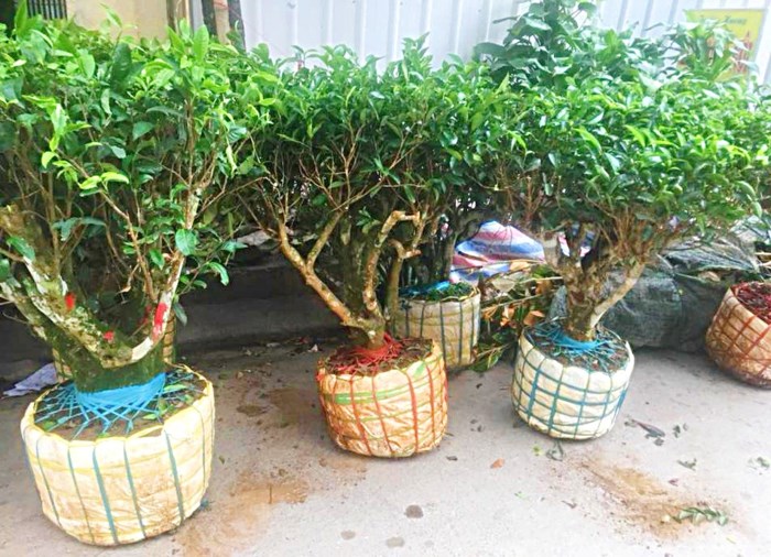 4. Bonsai trà xanh: Bonsai trà xanh là loại cây kiểng độc đáo và hiếm lạ dành cho những người thích săn hàng độc chưng Tết năm nay.