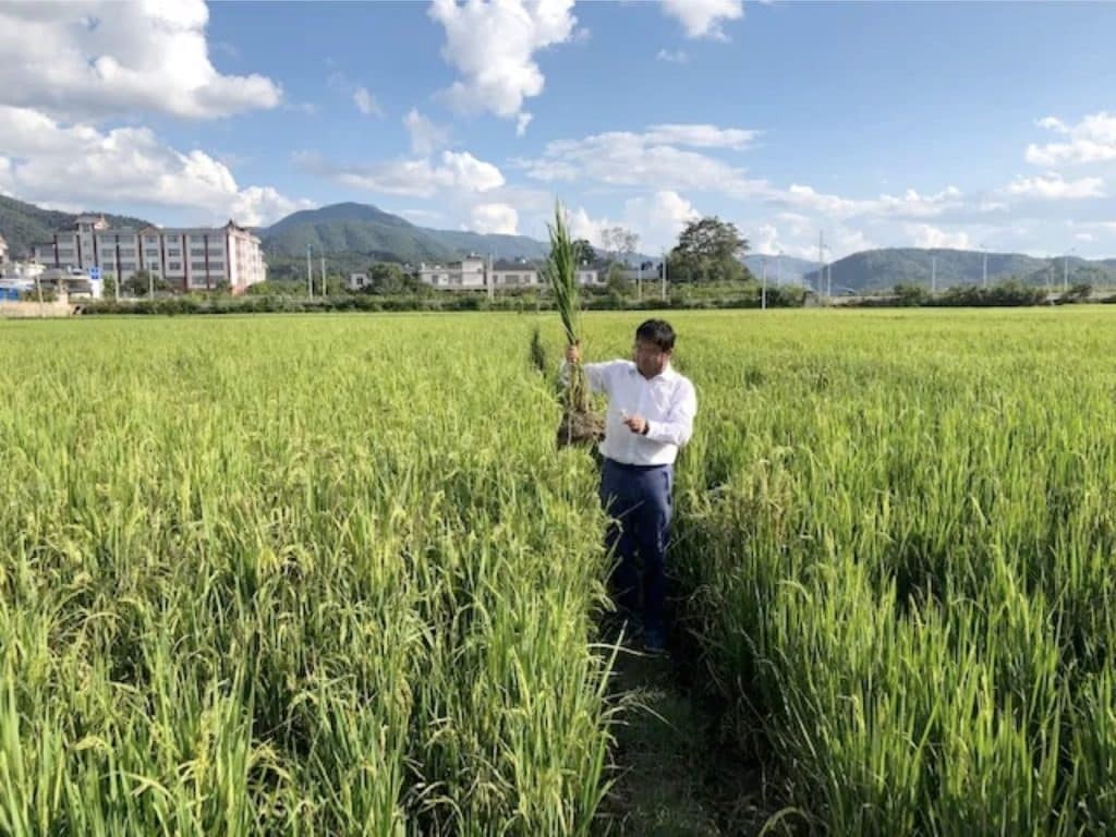 Thế giới - Lúa lưu niên - Kỳ vọng mới của nông dân Trung Quốc  (Hình 2).